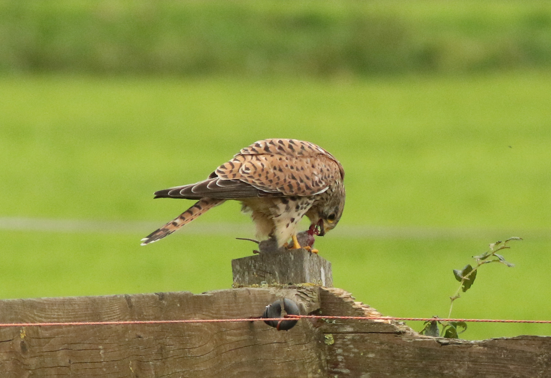 Torenvalk met prooi (2)