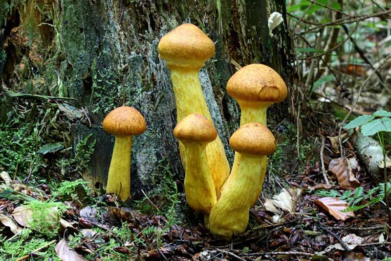 Groepje paddestoelen