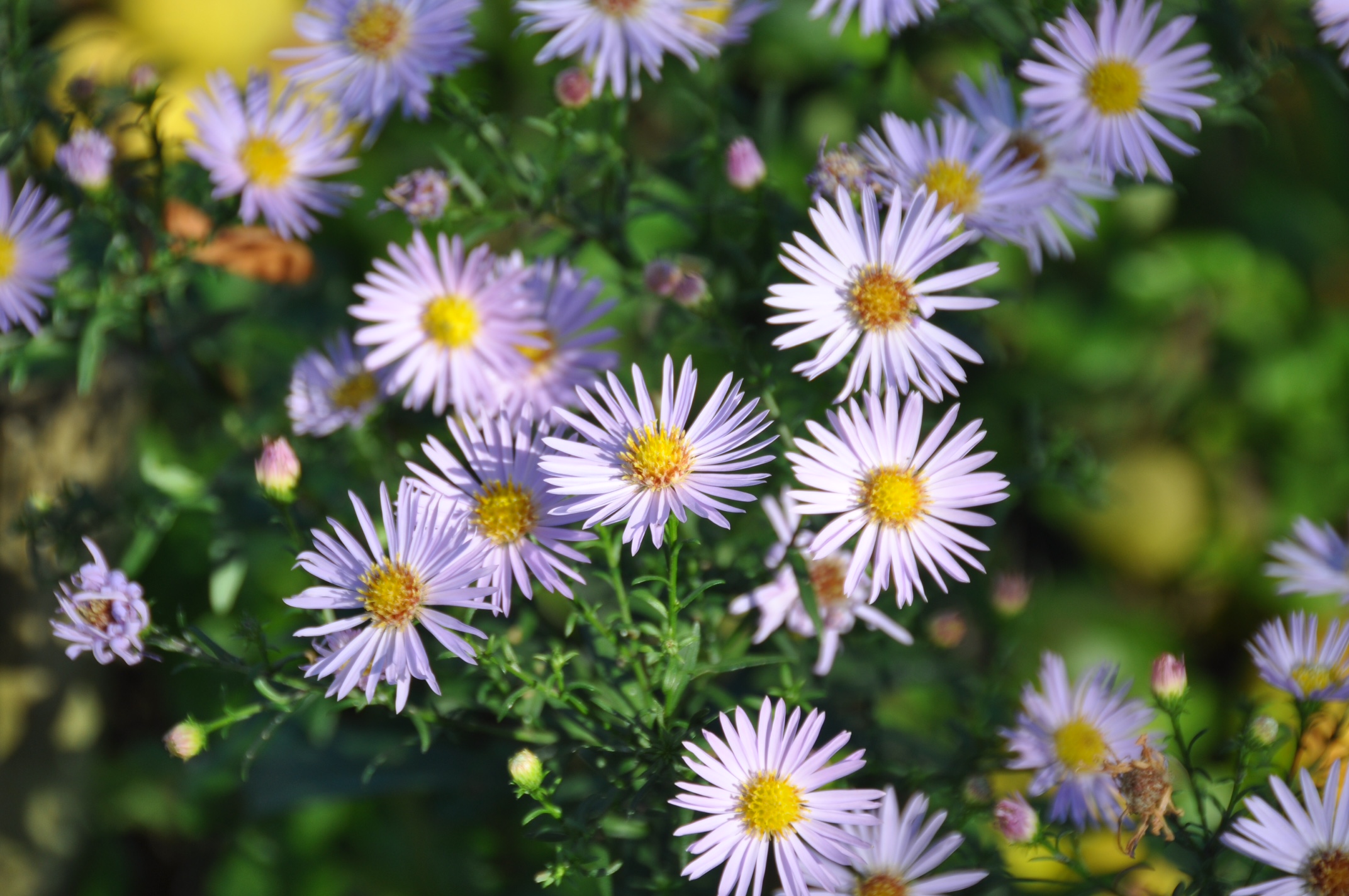 Asters