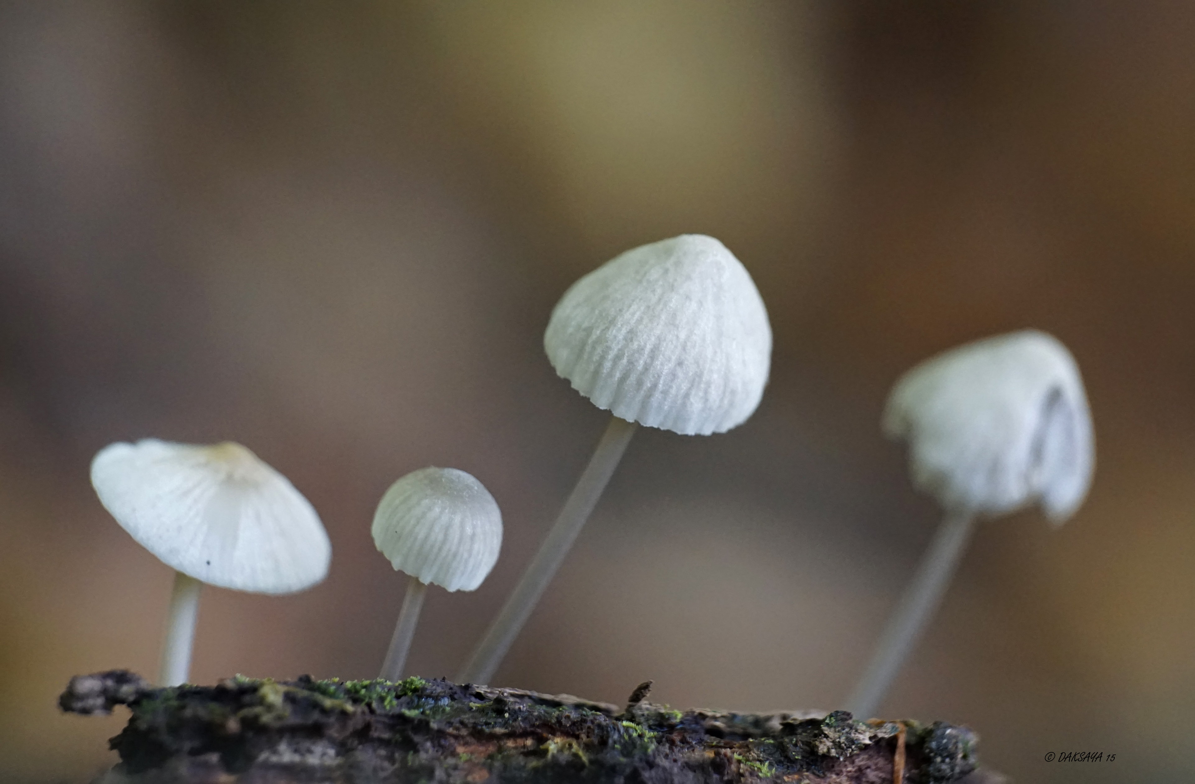 Vier mycena