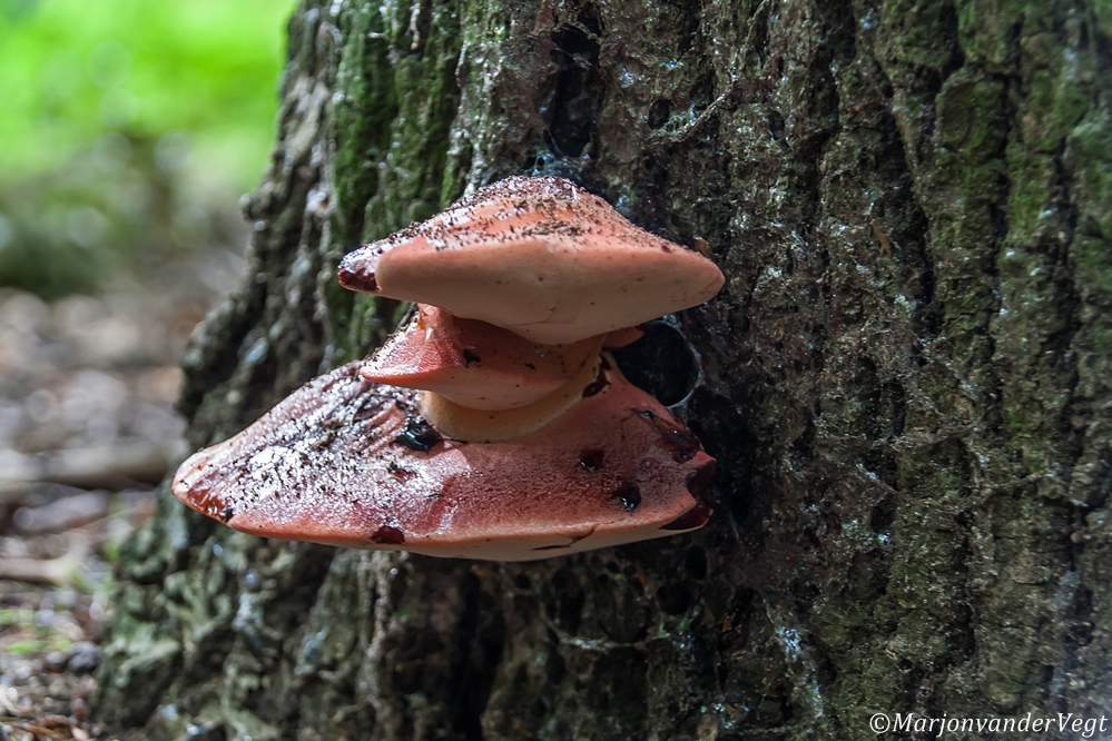 Lekker biefstukje vanavond !