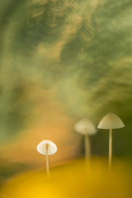 Mycena schilderij