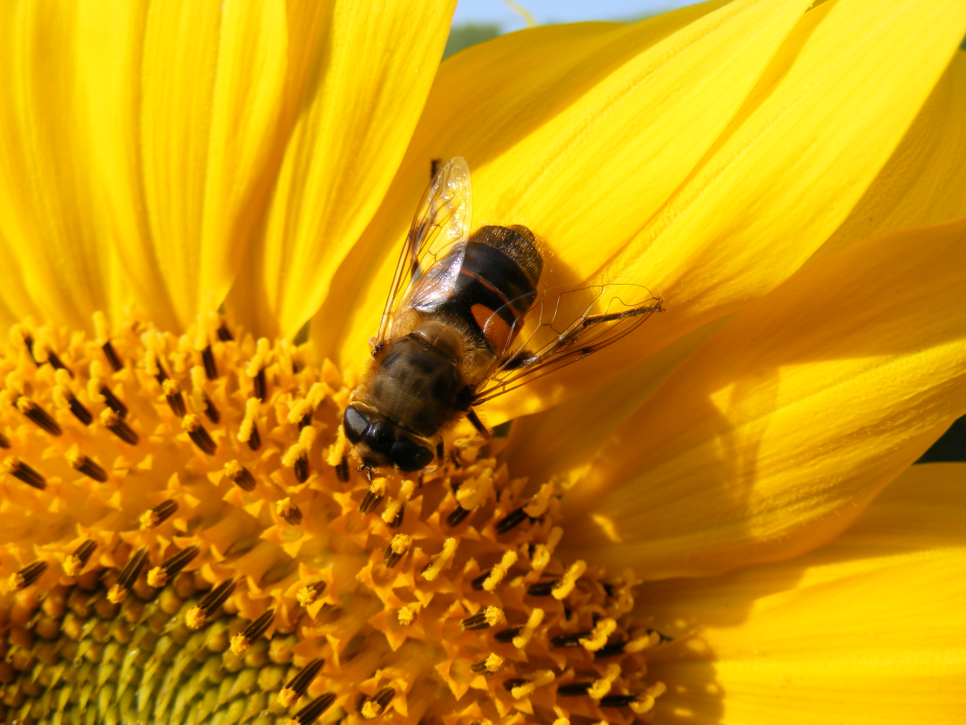 Bezige bij in zomerzon.