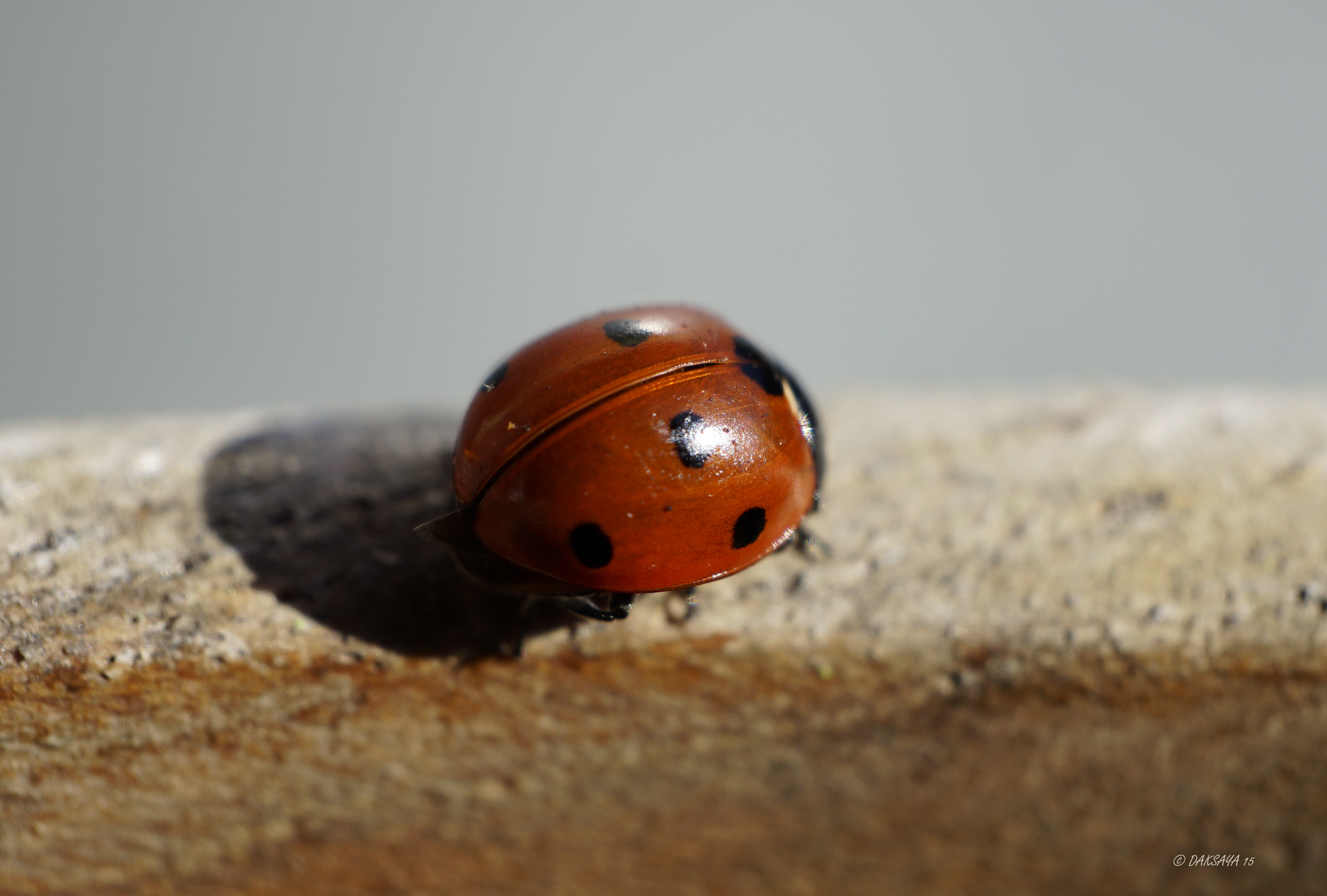 Mooi rood...
