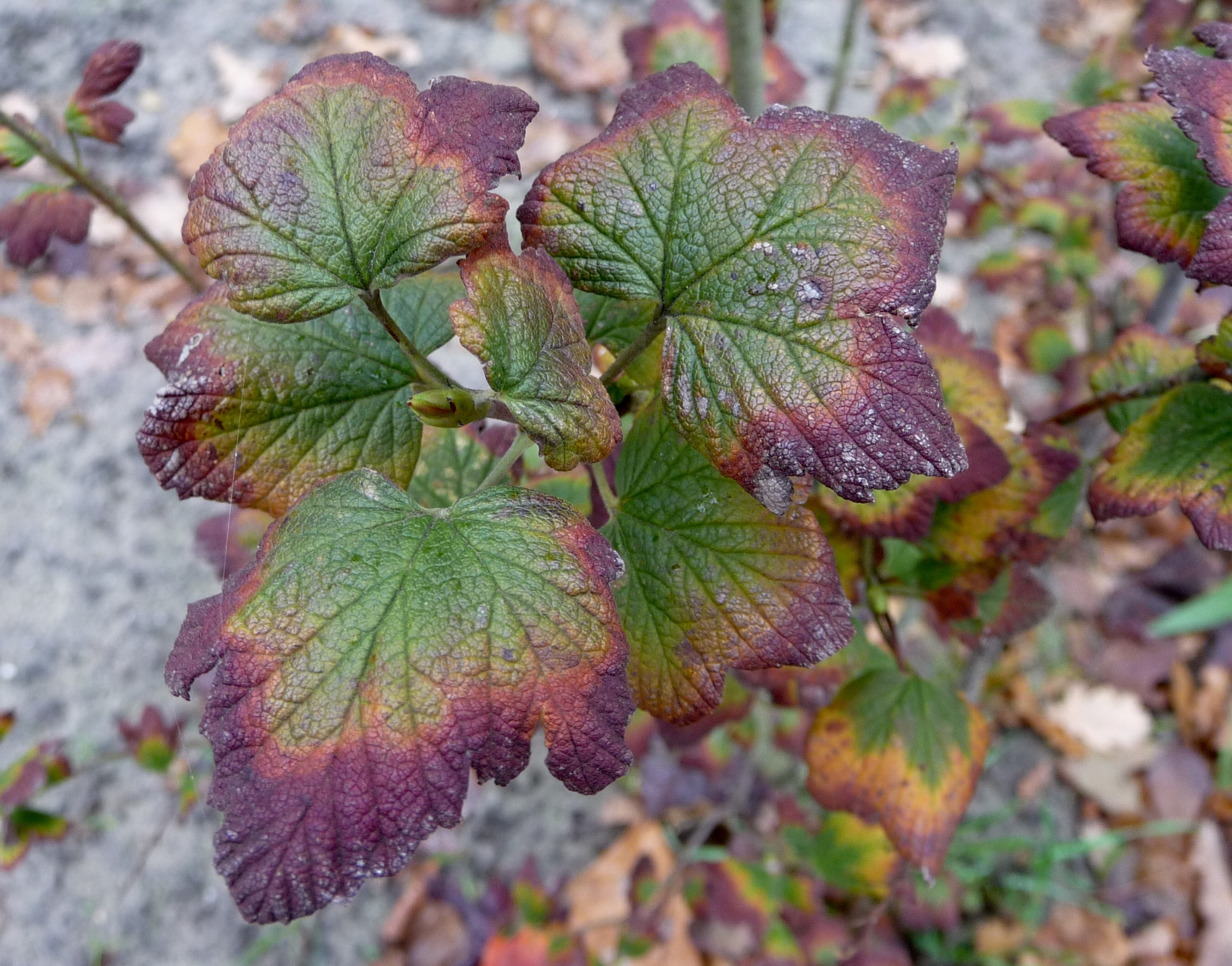 Blad van de ribes