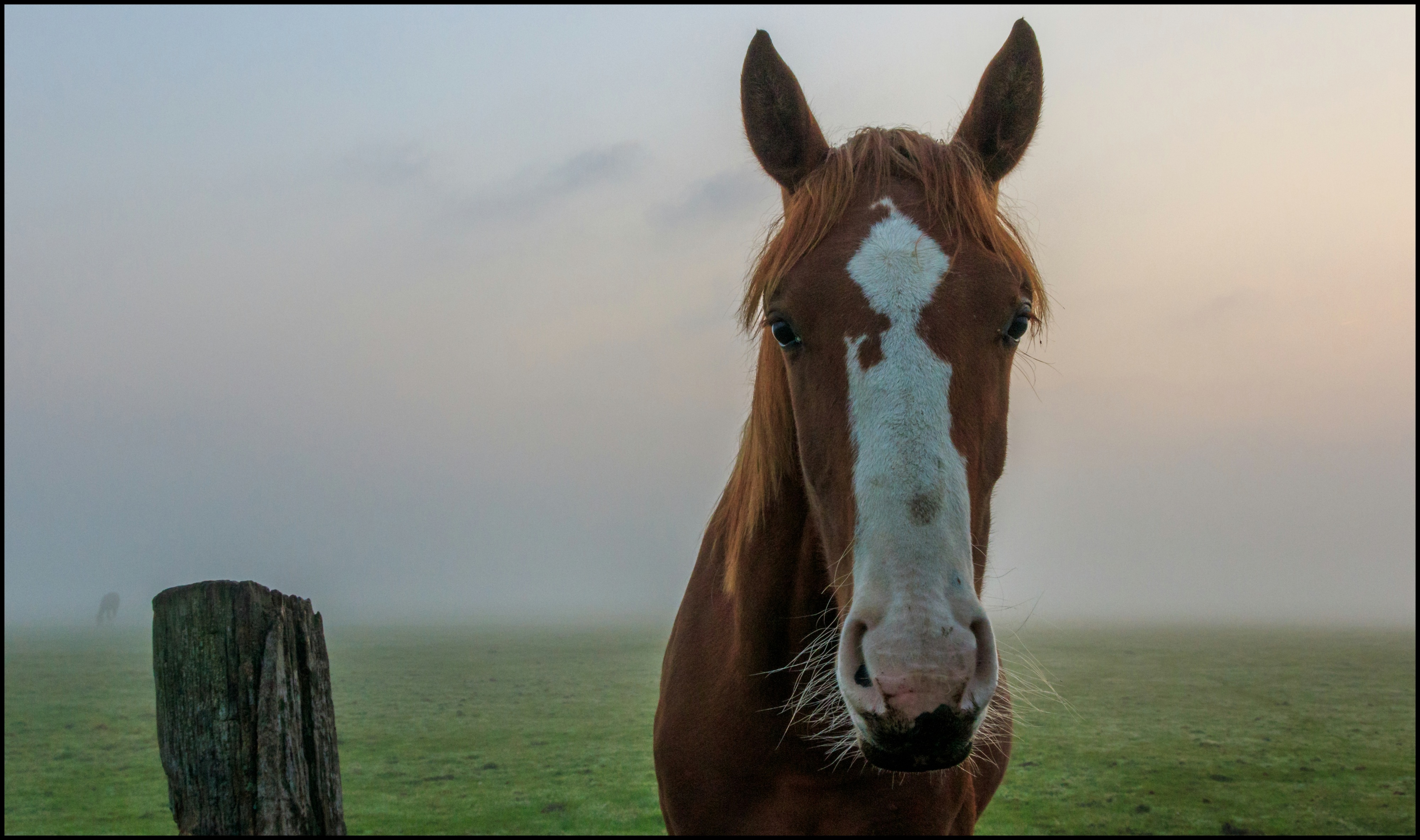 Paarden in de mist.