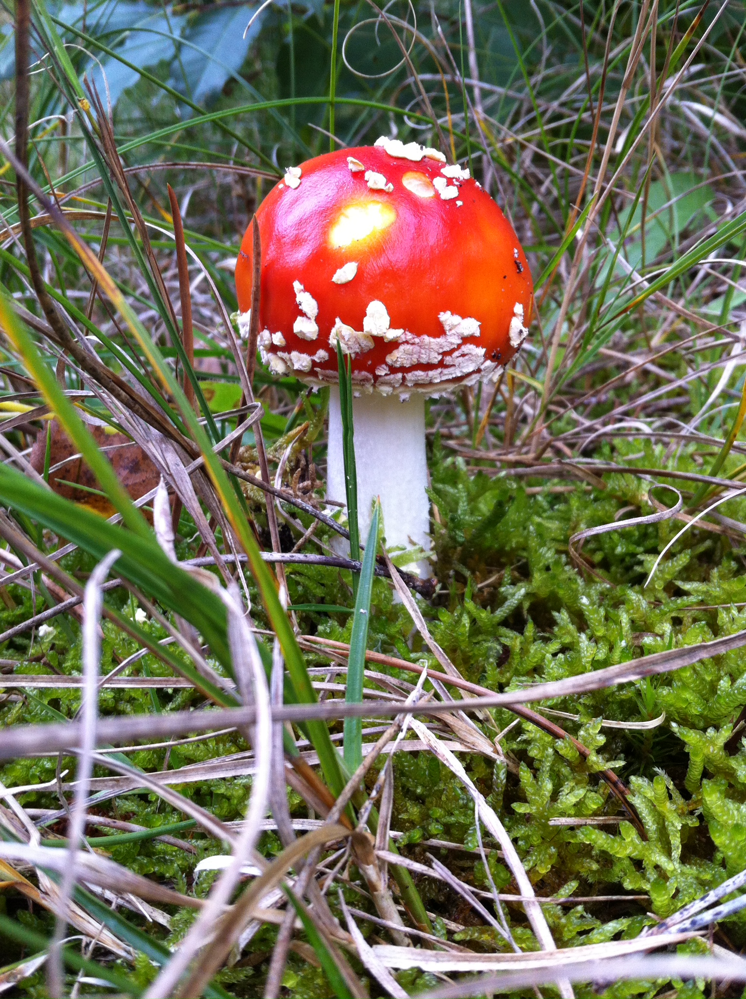 Mooi rood is niet......