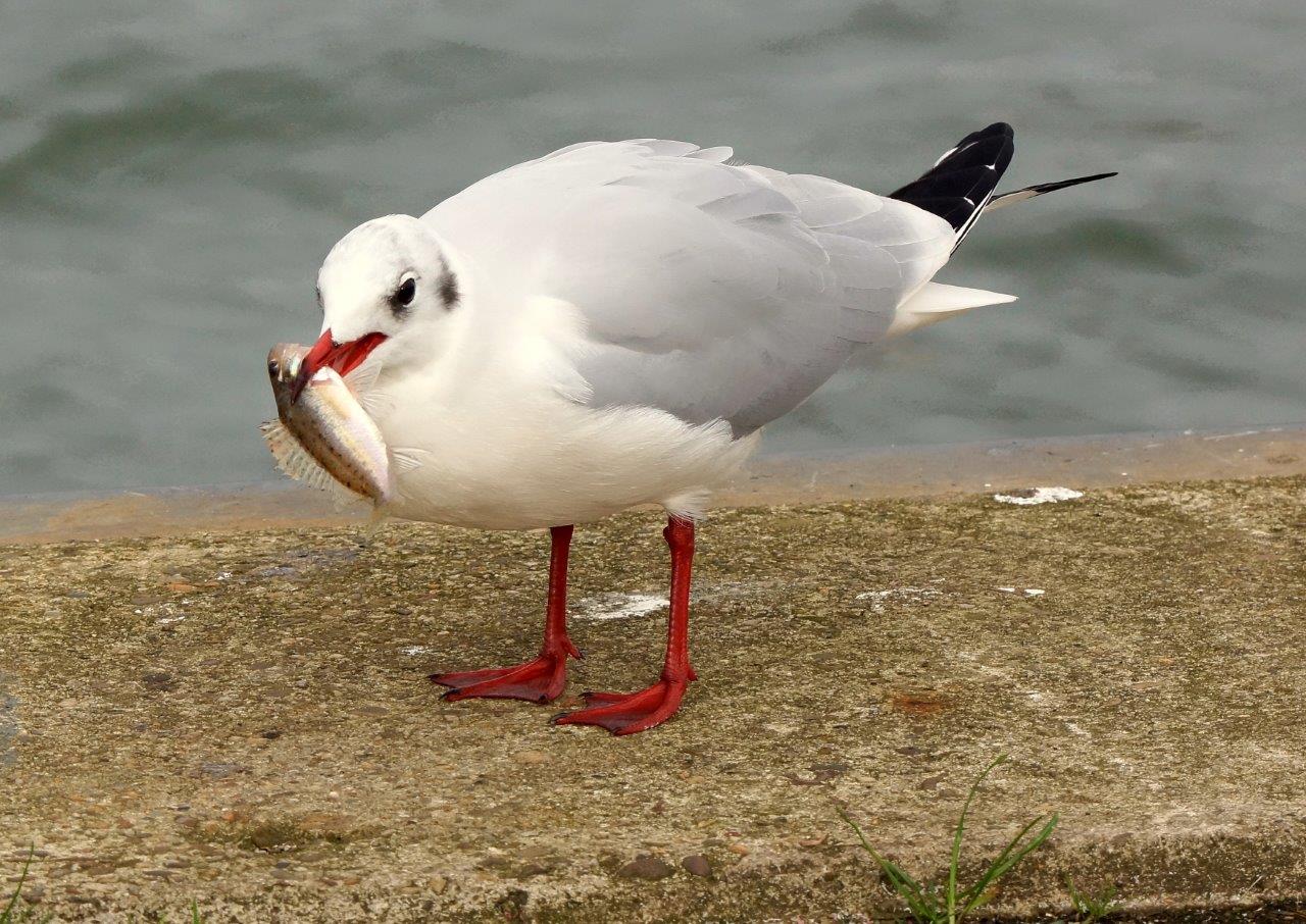 meeuw met vis 