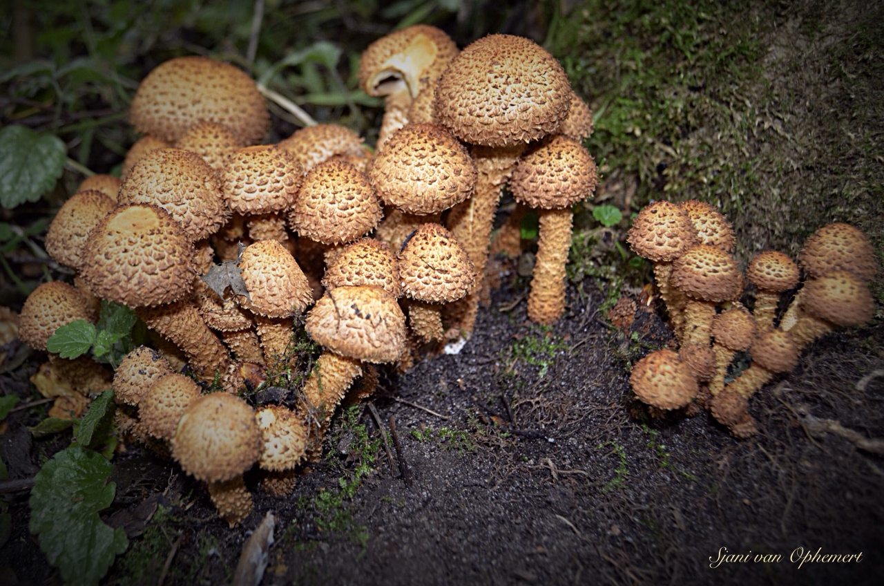 schubbige bundelzwam