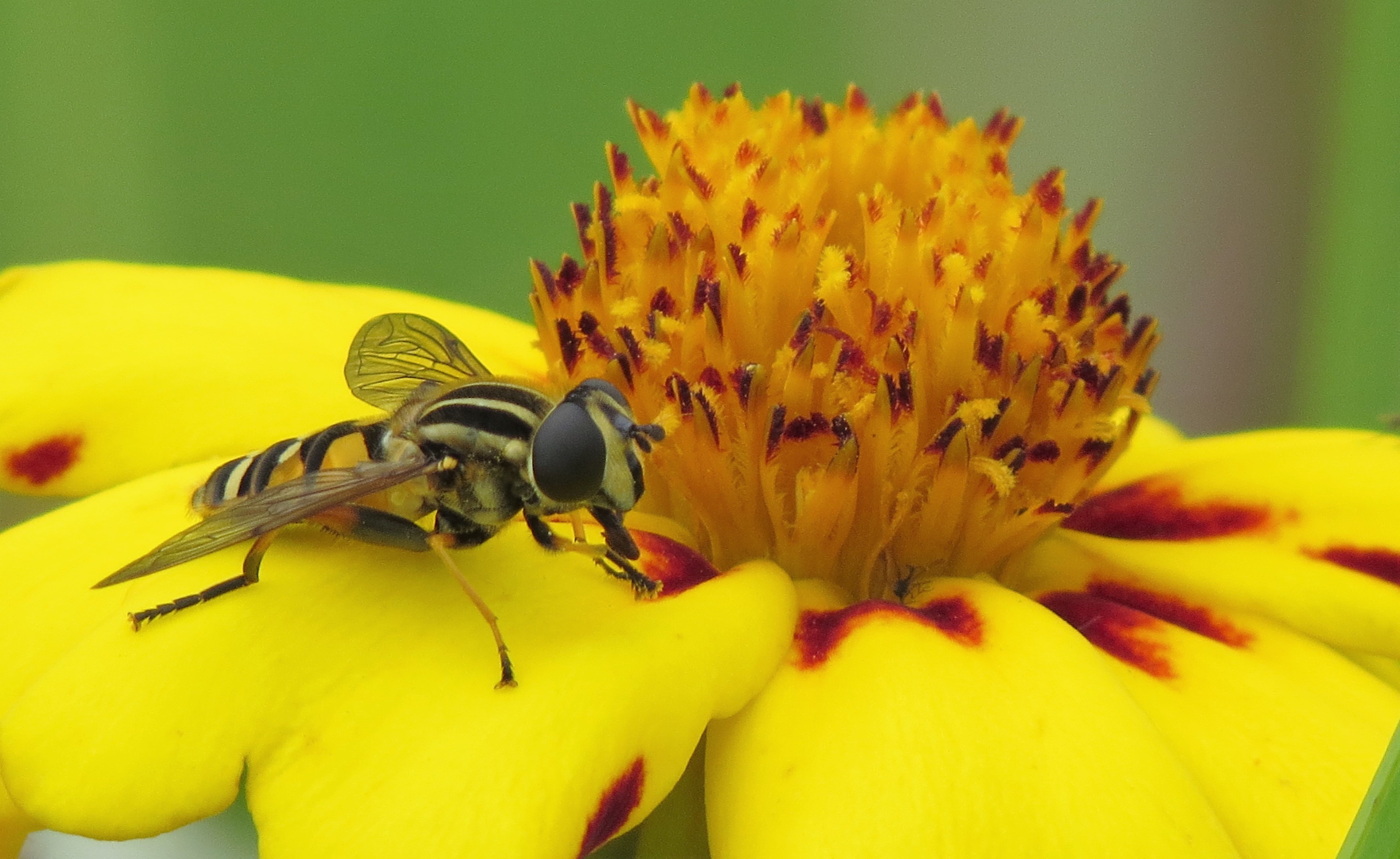Zijn perfecte luchthaven.