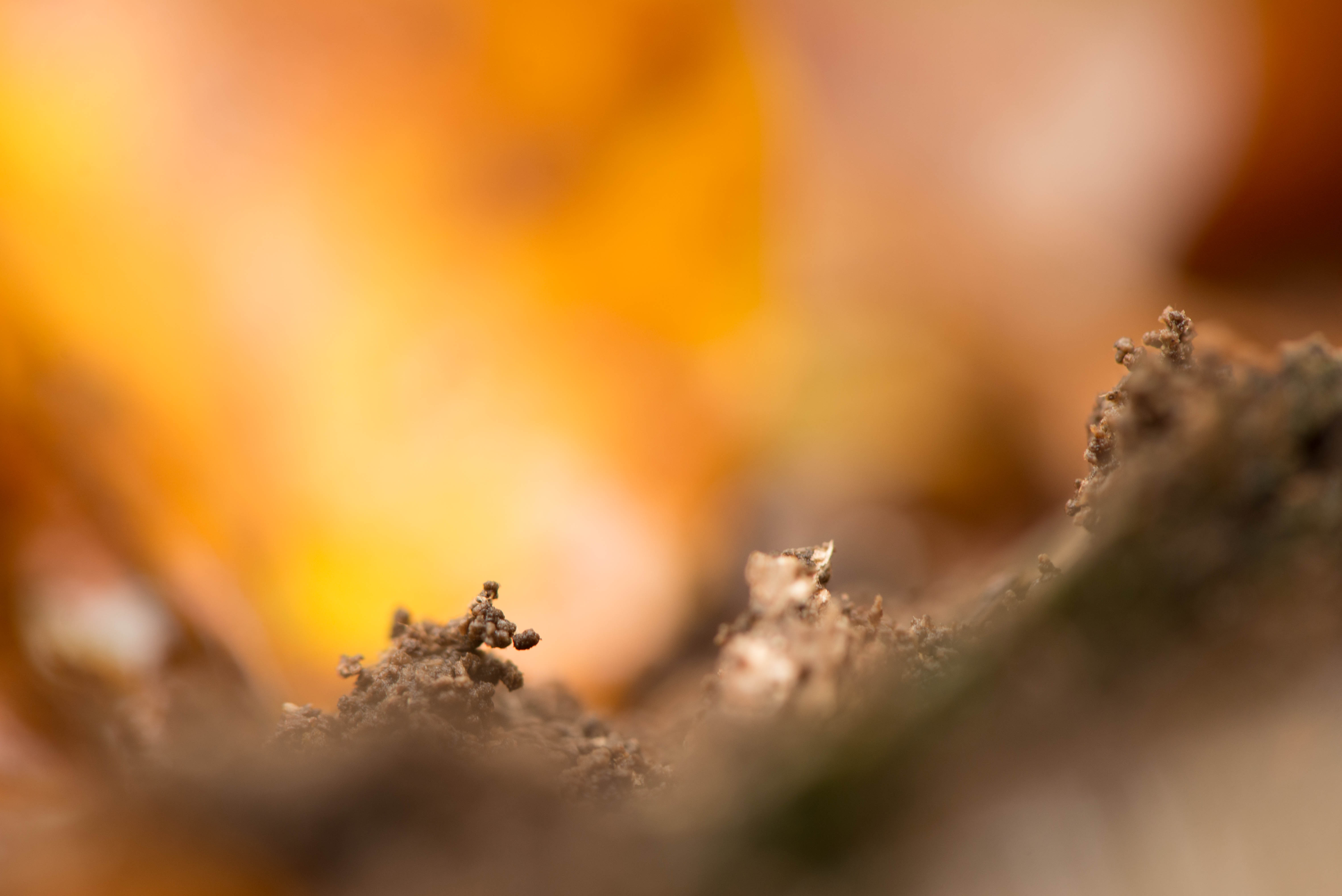 herfstblad