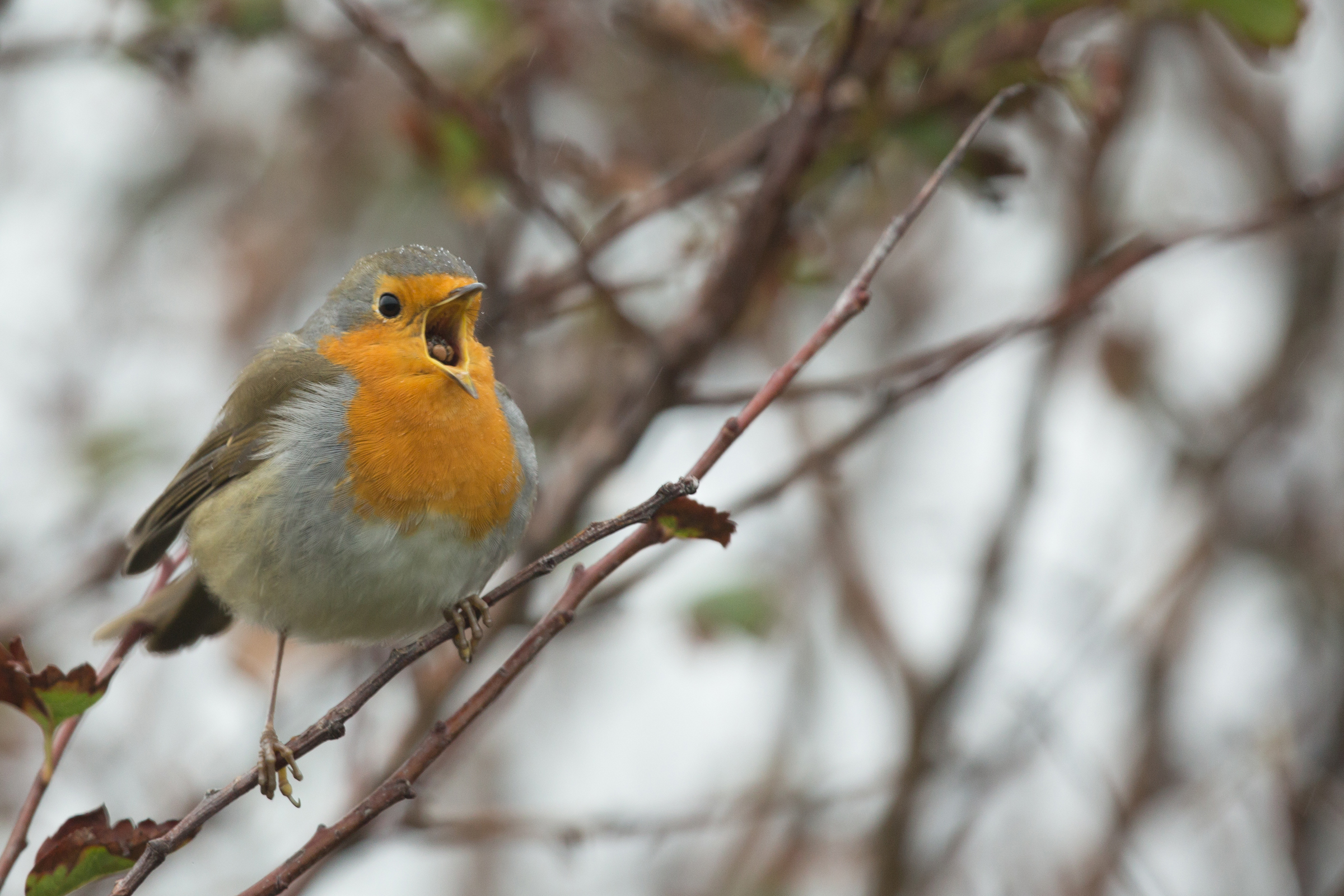 roodborst met braakbal