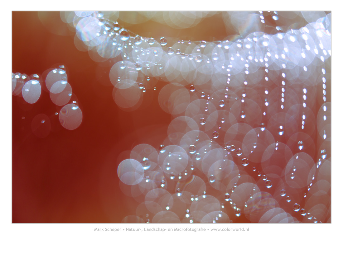 Morning Dew Web...
