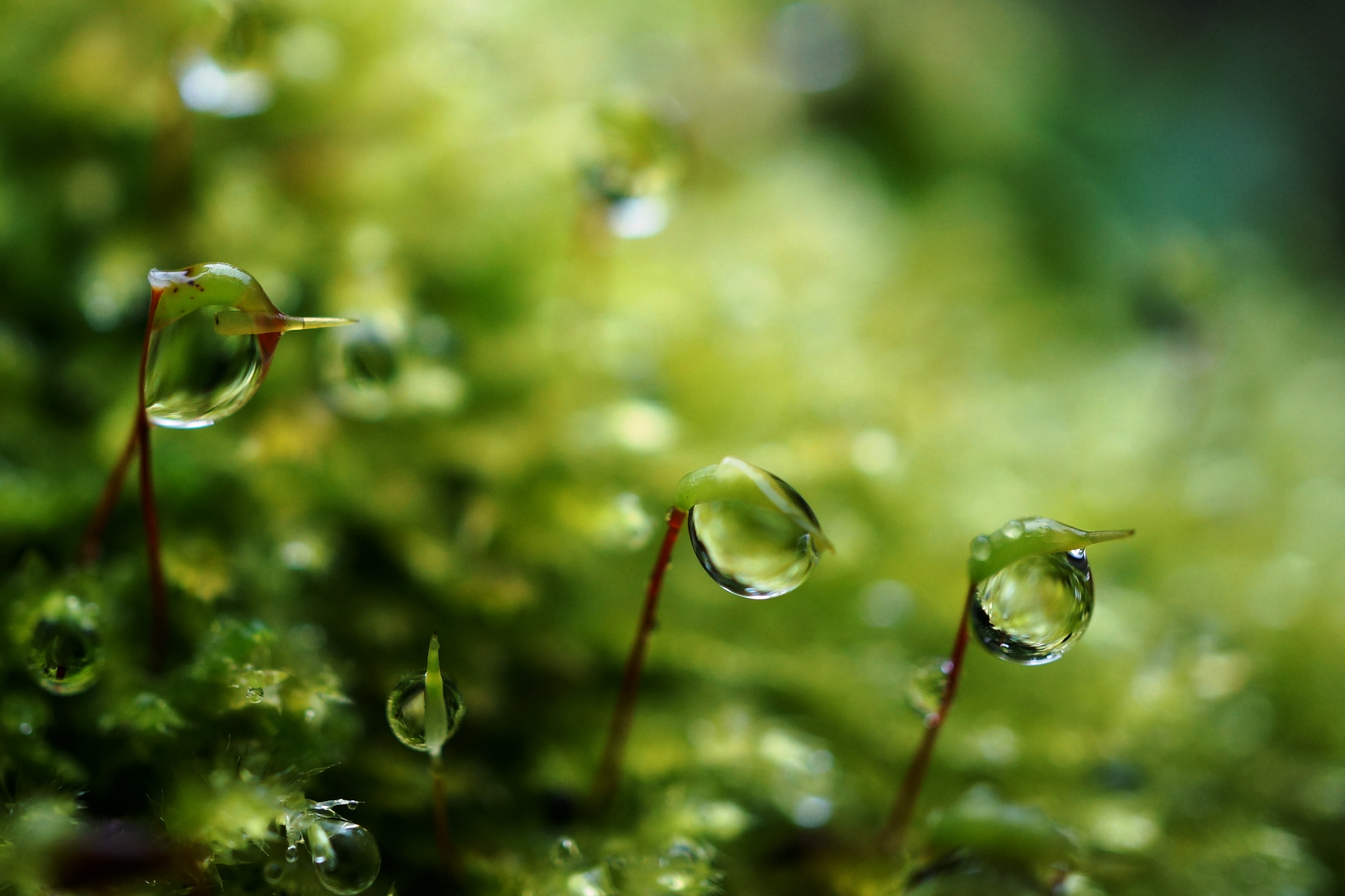 mosjes als waterdragers