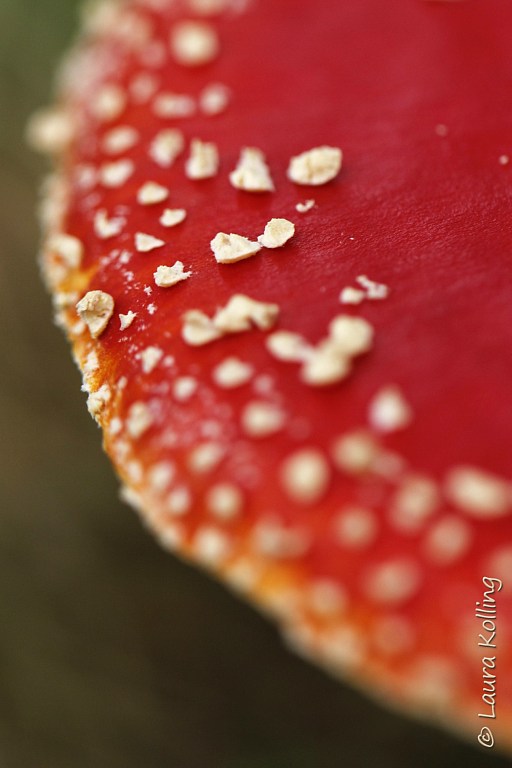 Rood met witte stippen