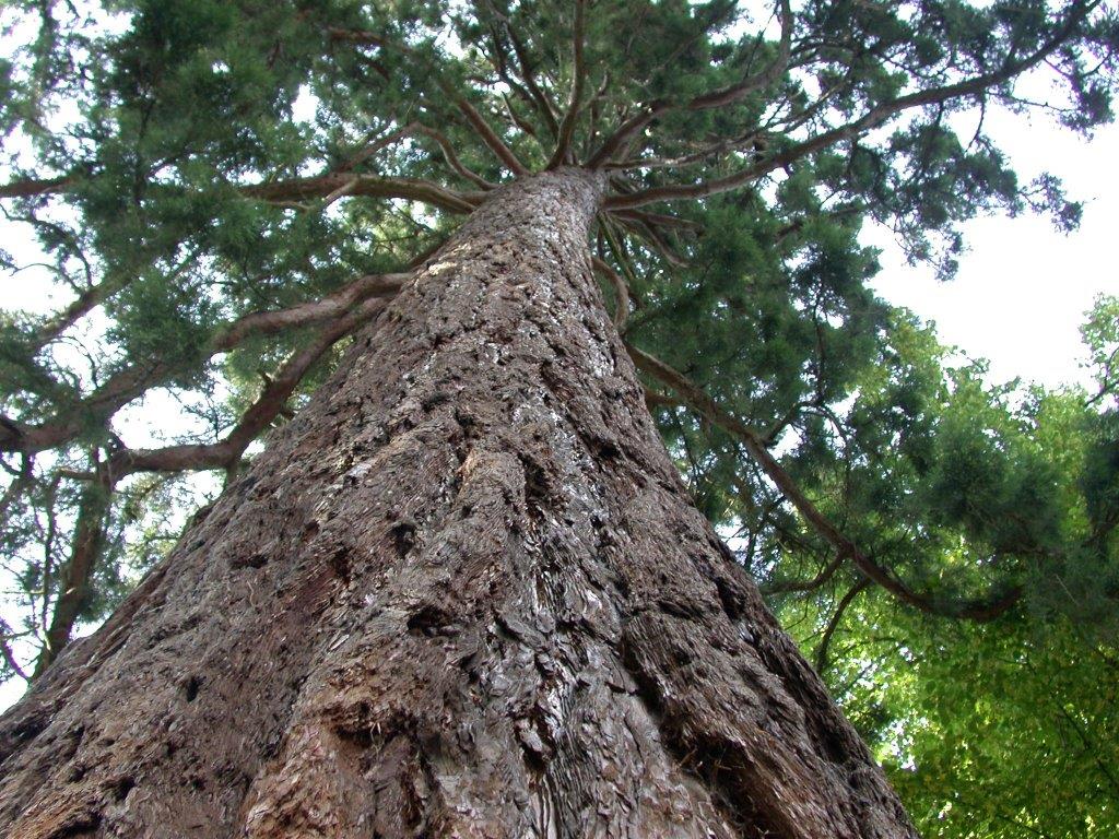 De grote boom