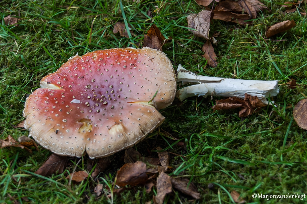 Doe-het-zelf bouwpakket