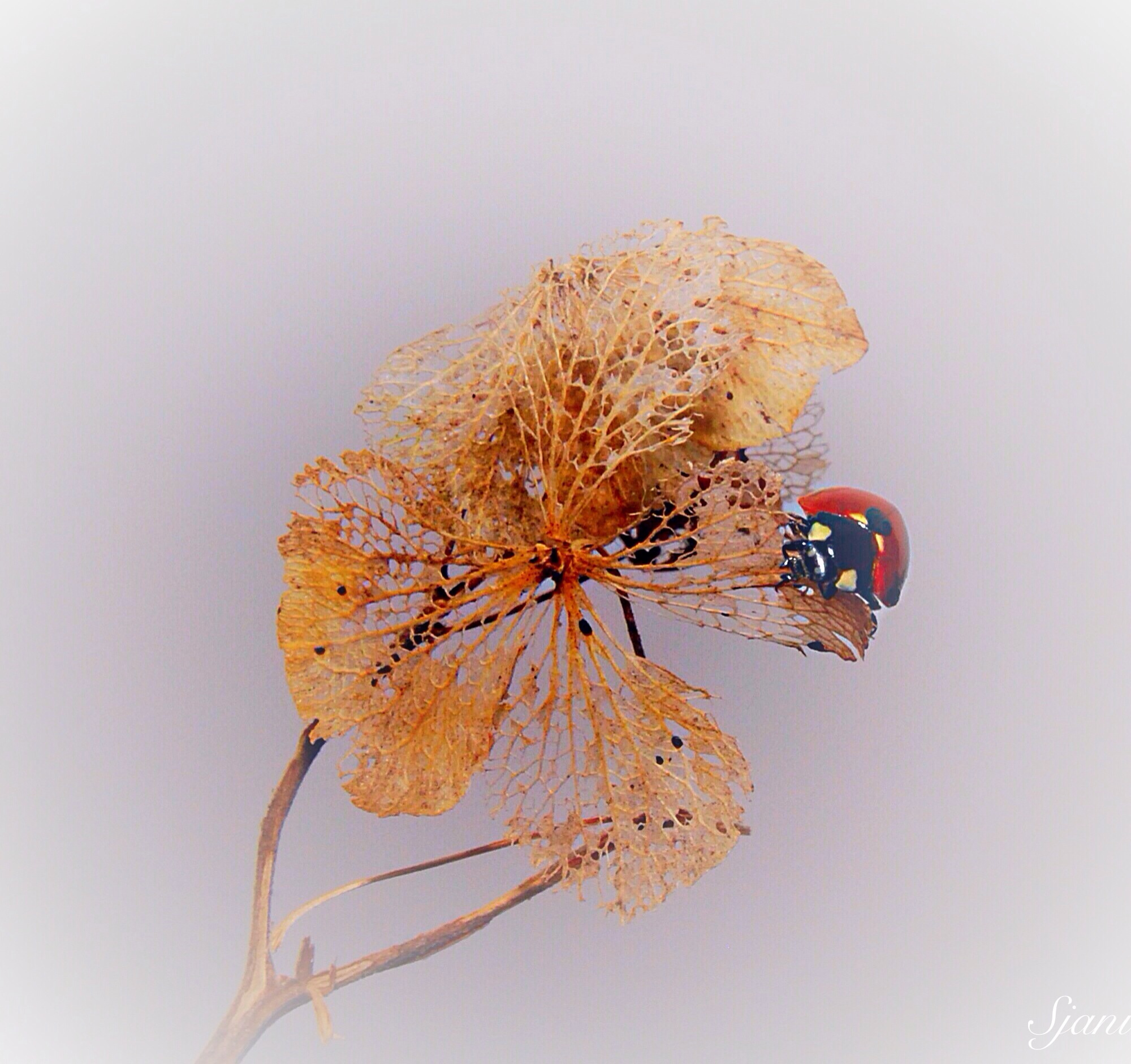 Lieveheersbeestje  in. De Herfst