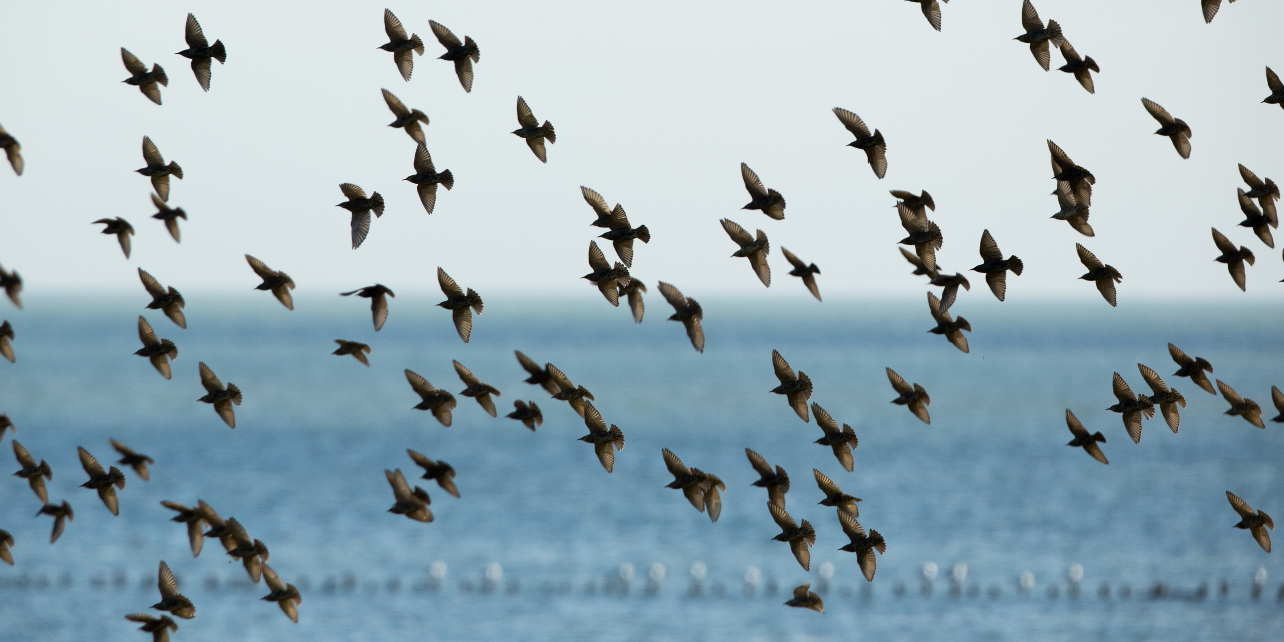 spreeuwen langs het wad