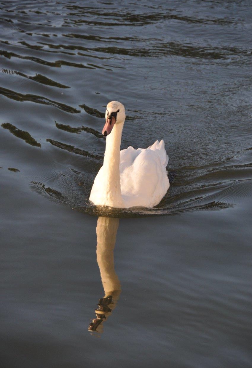 Zwaan in de ochtendzon