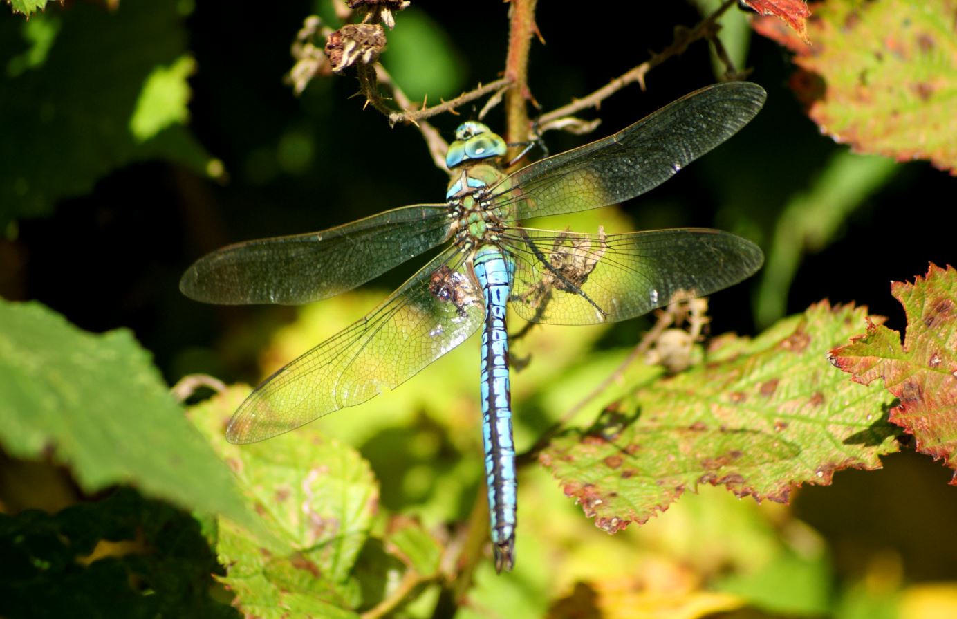 grote blauwe libelle