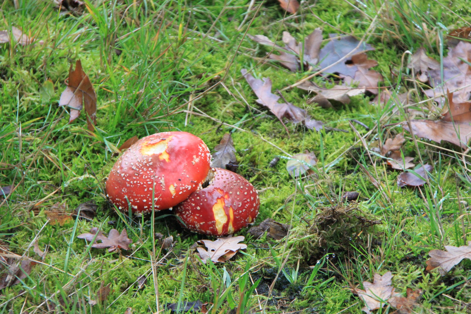 2 bolle vliegenzwammen