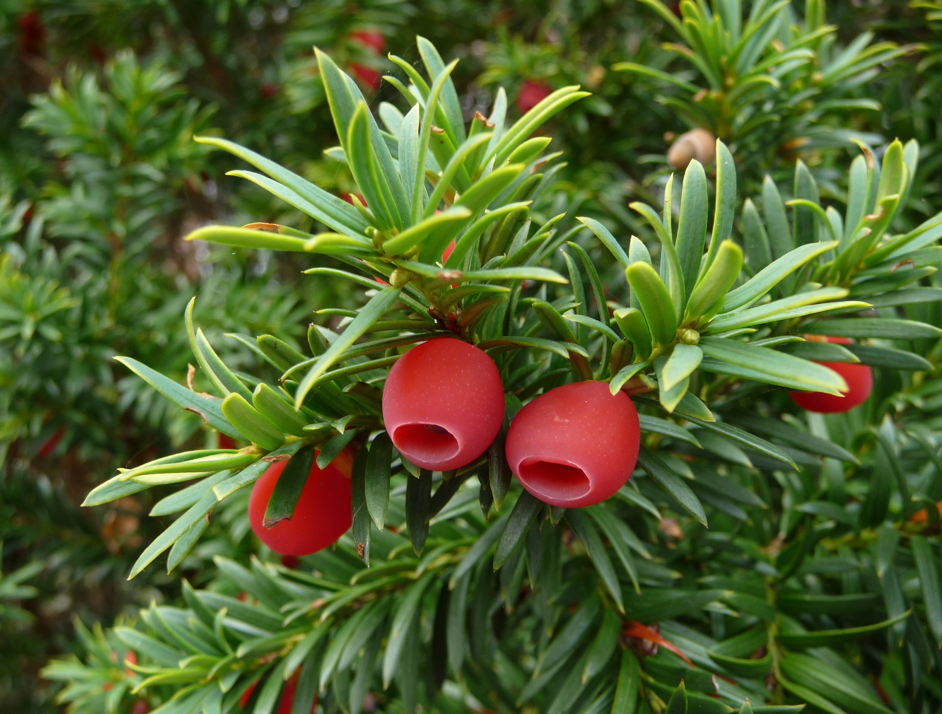 Taxus
