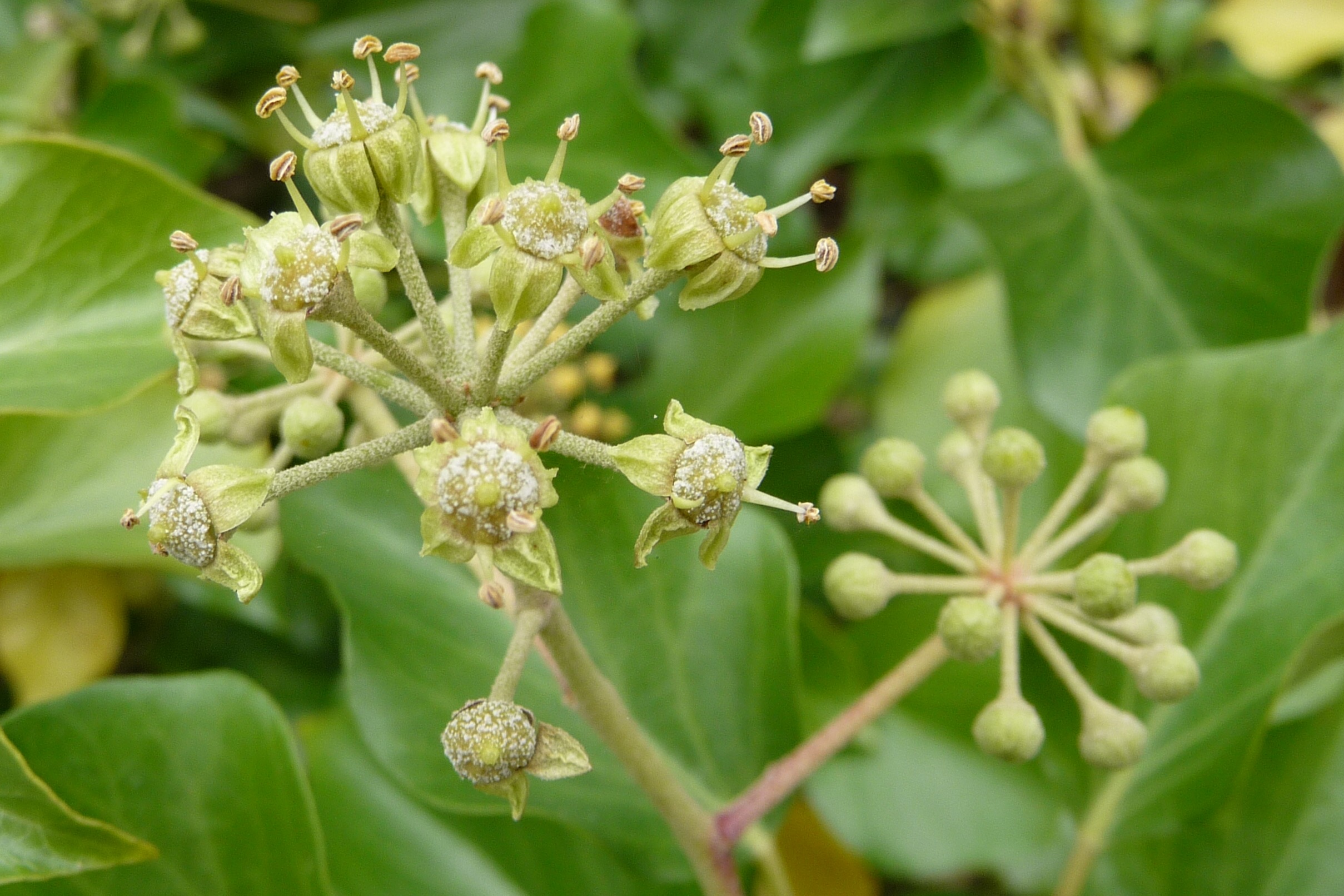 Hedera knop
