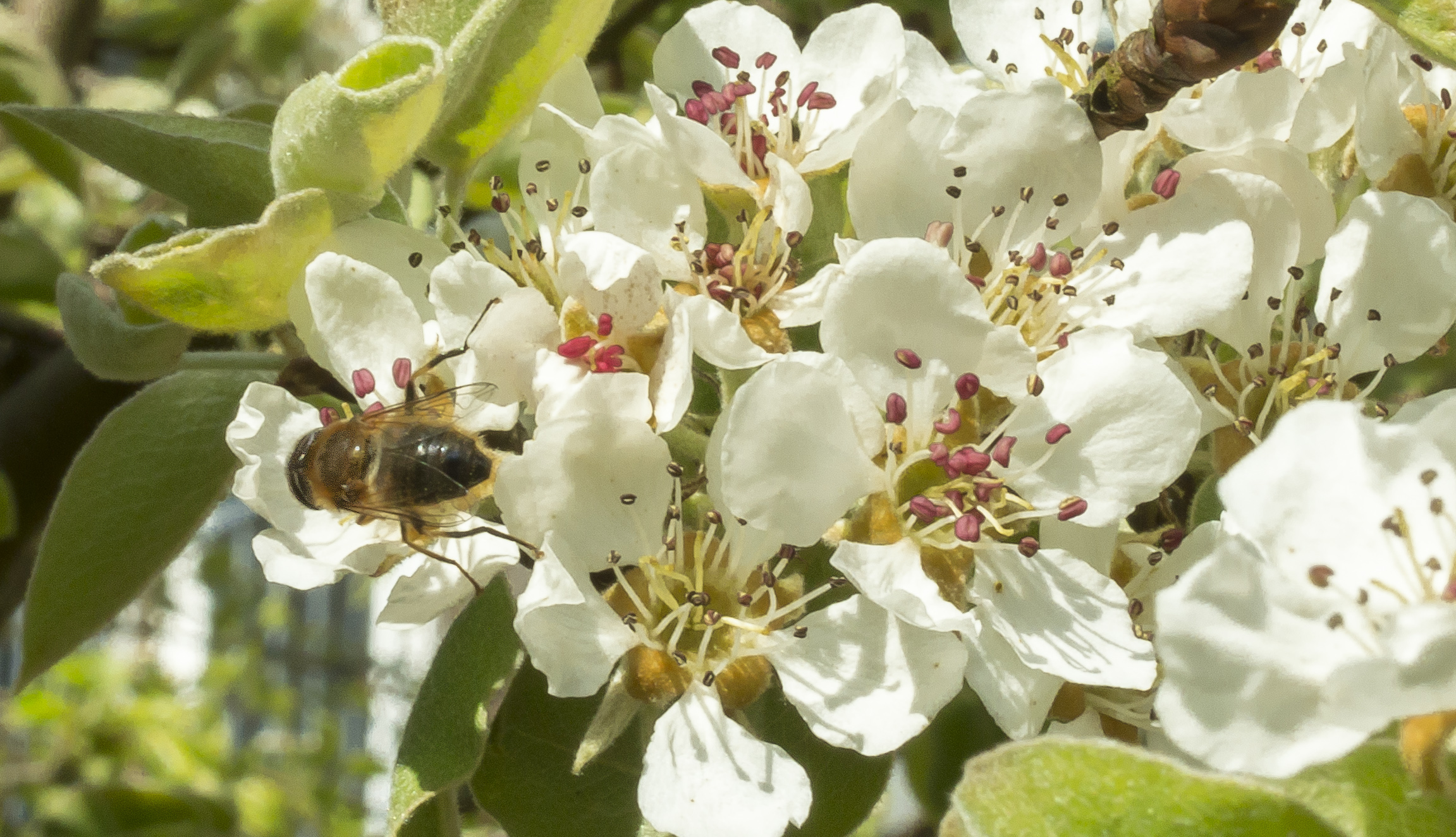 close up bij in perenboom