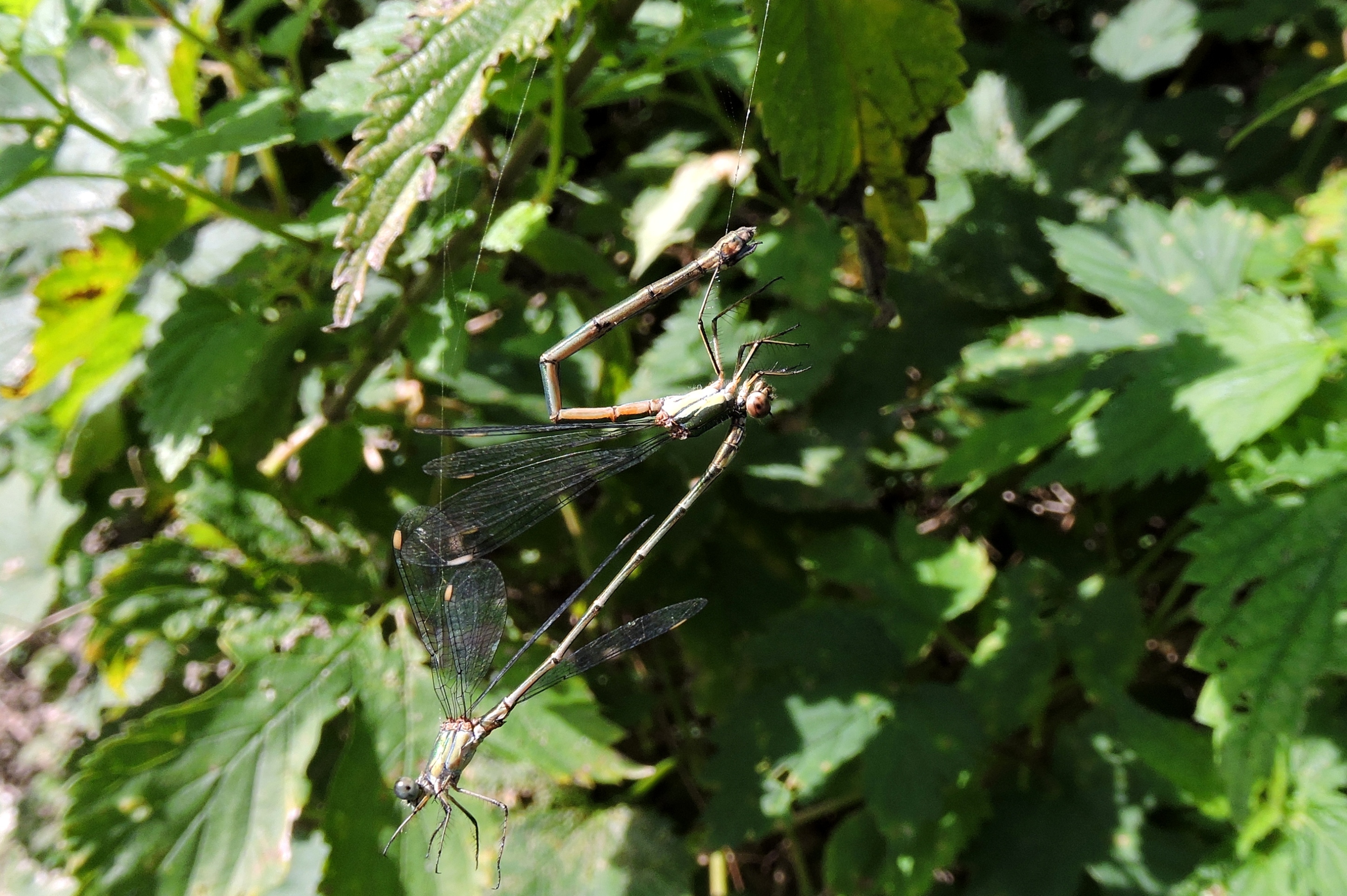 Liefde aan een zijden draadje