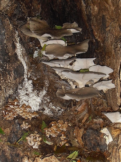 Paddestoelen in knotwilg