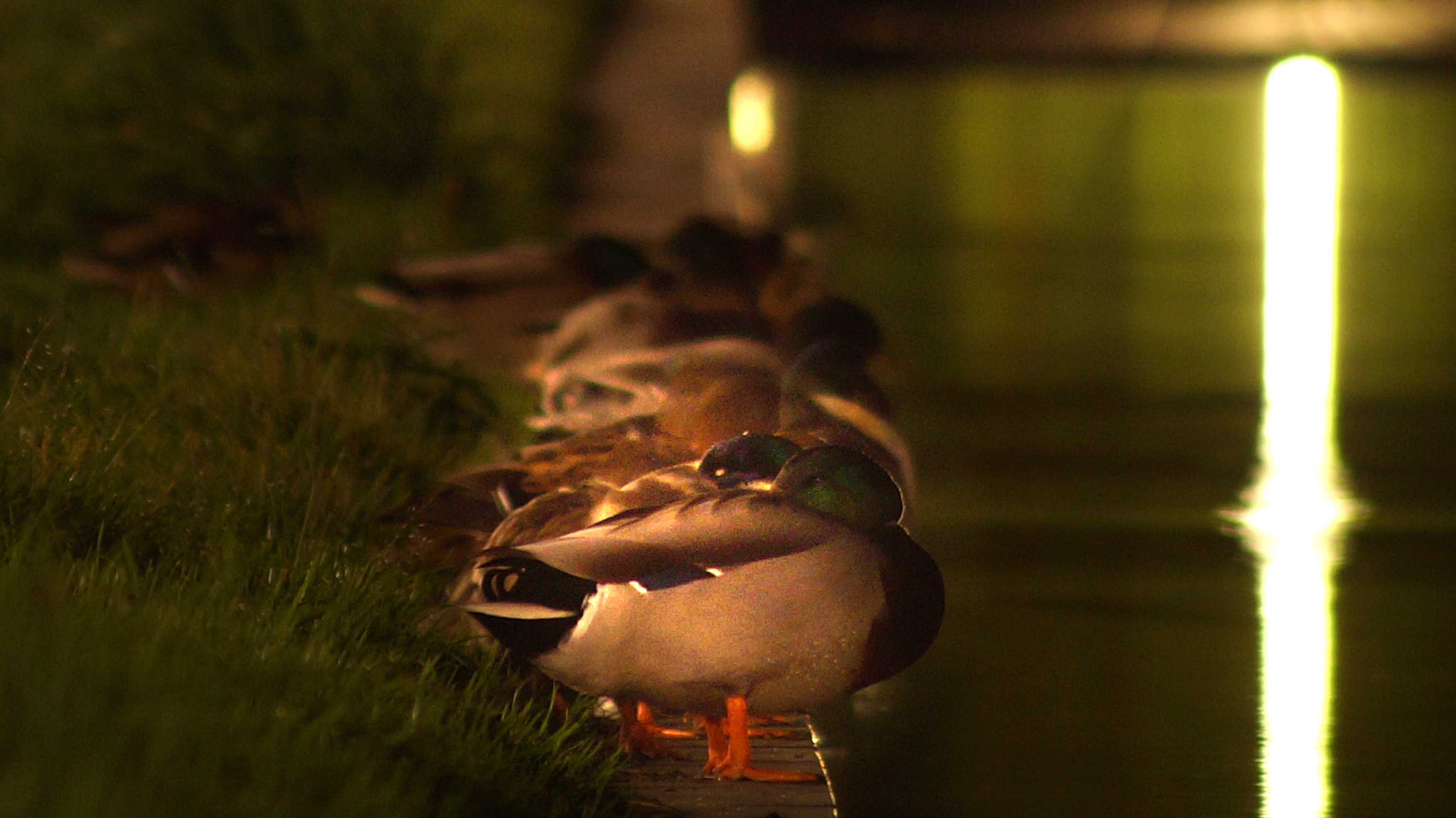 Slapende eenden in Amsterdam