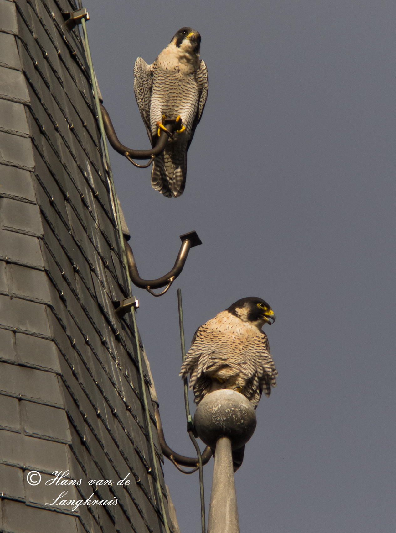 paartje slechtvalken