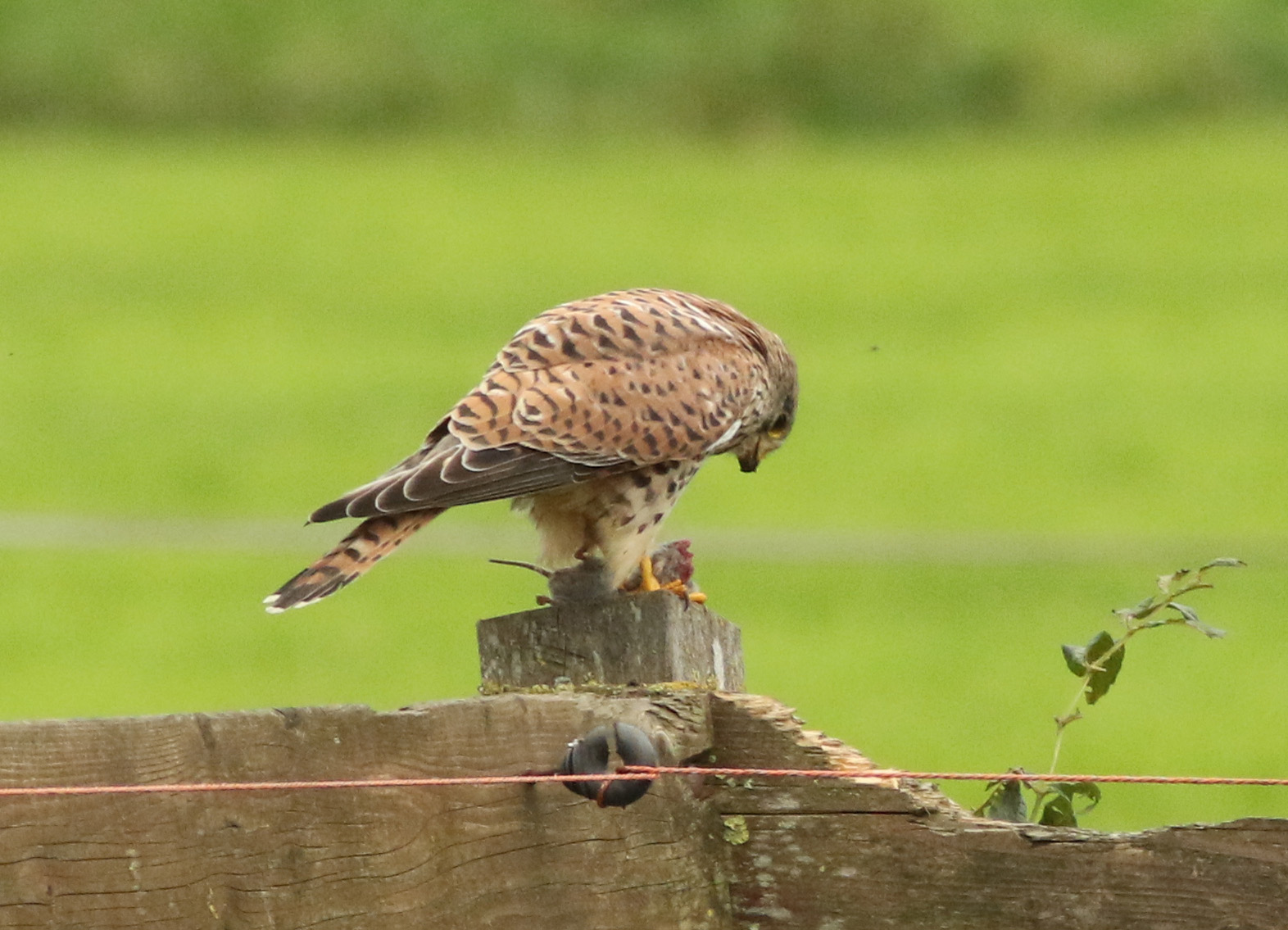 Torenvalk met prooi (1)
