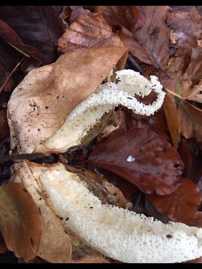 Wie weet wat dit is??