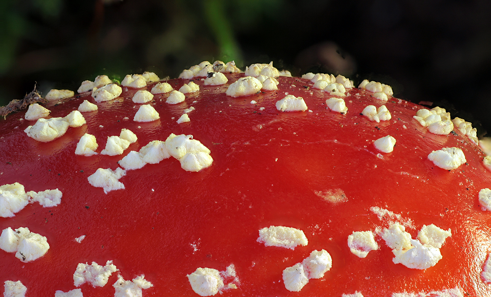 Rood met witte stippen