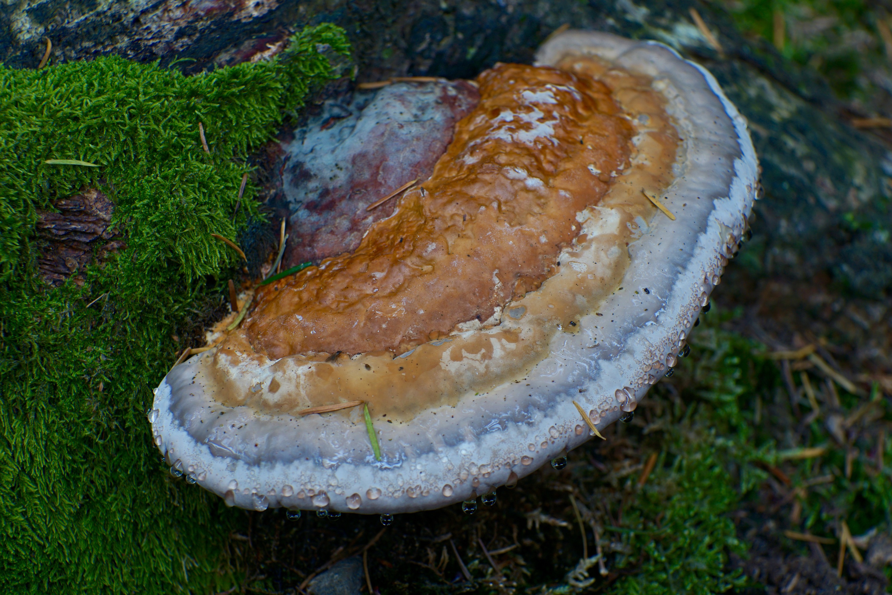 roodgerande houtzwam