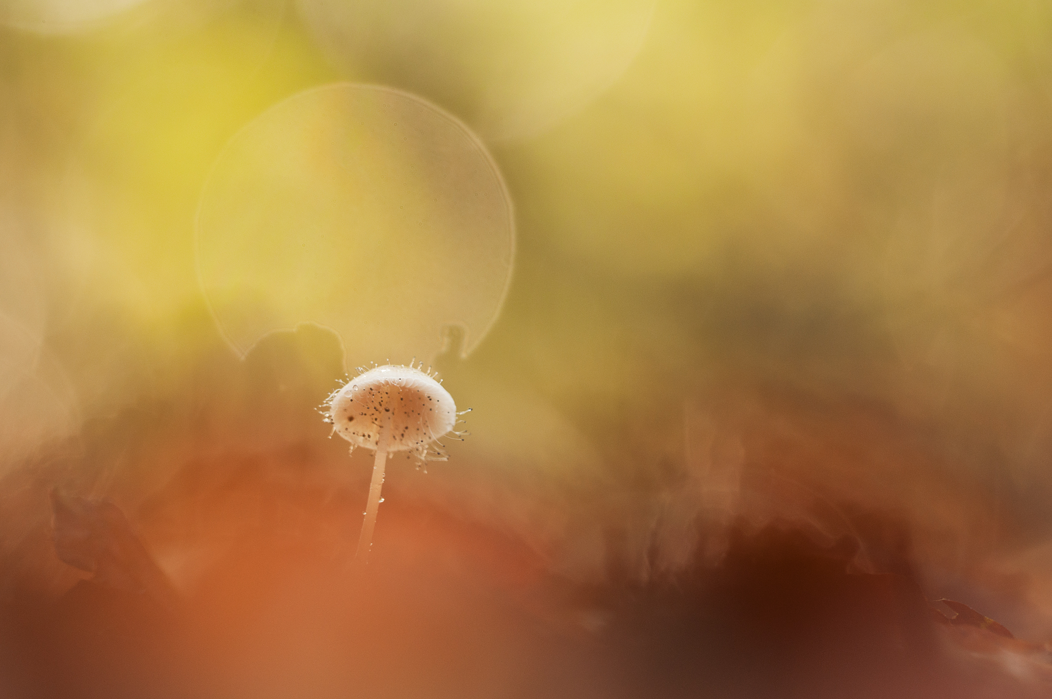 Pop-up tussen de kleuren