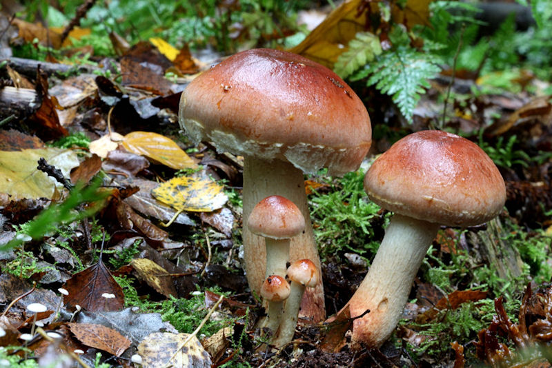 Paddestoelen
