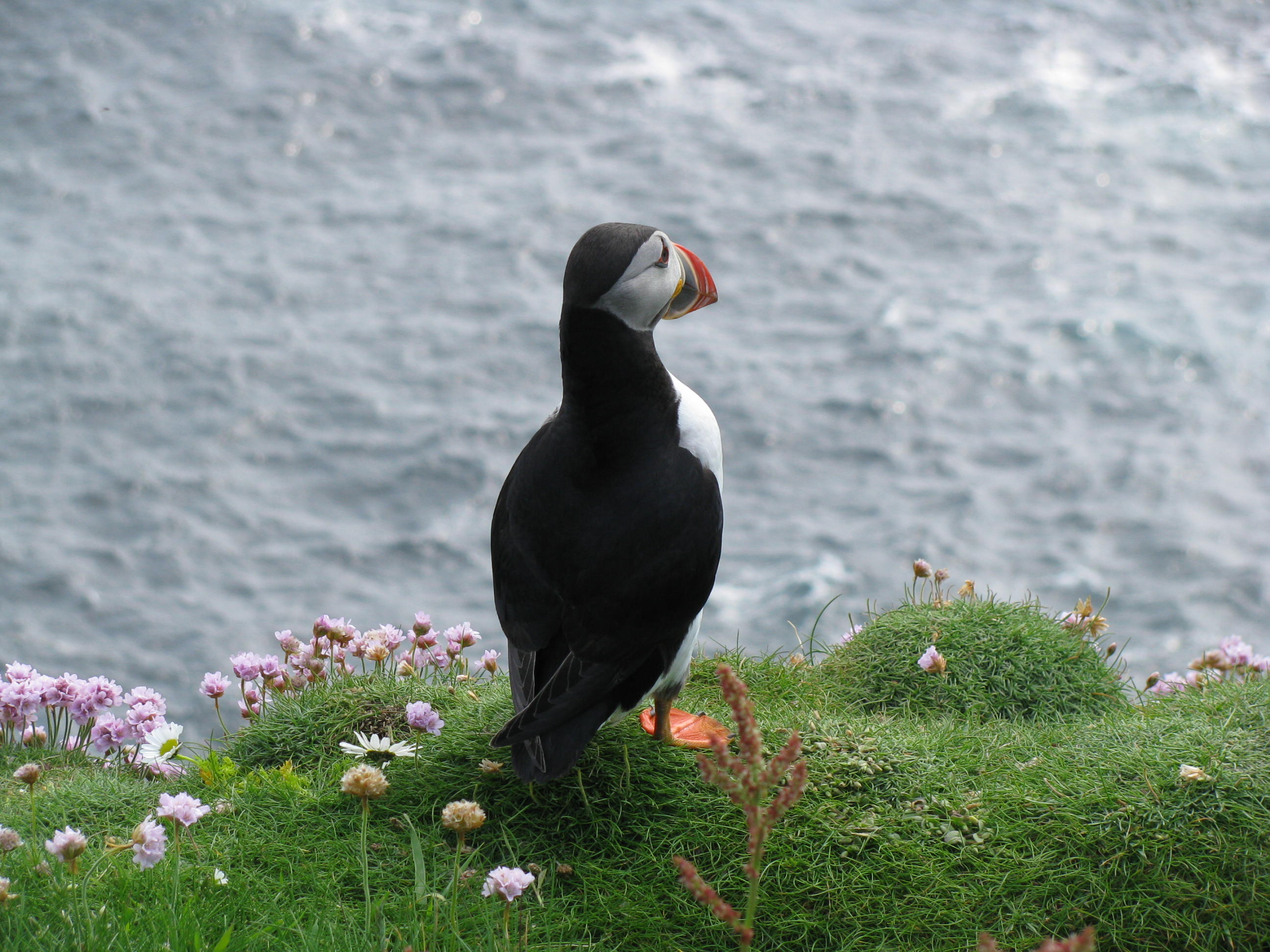 Puffin 