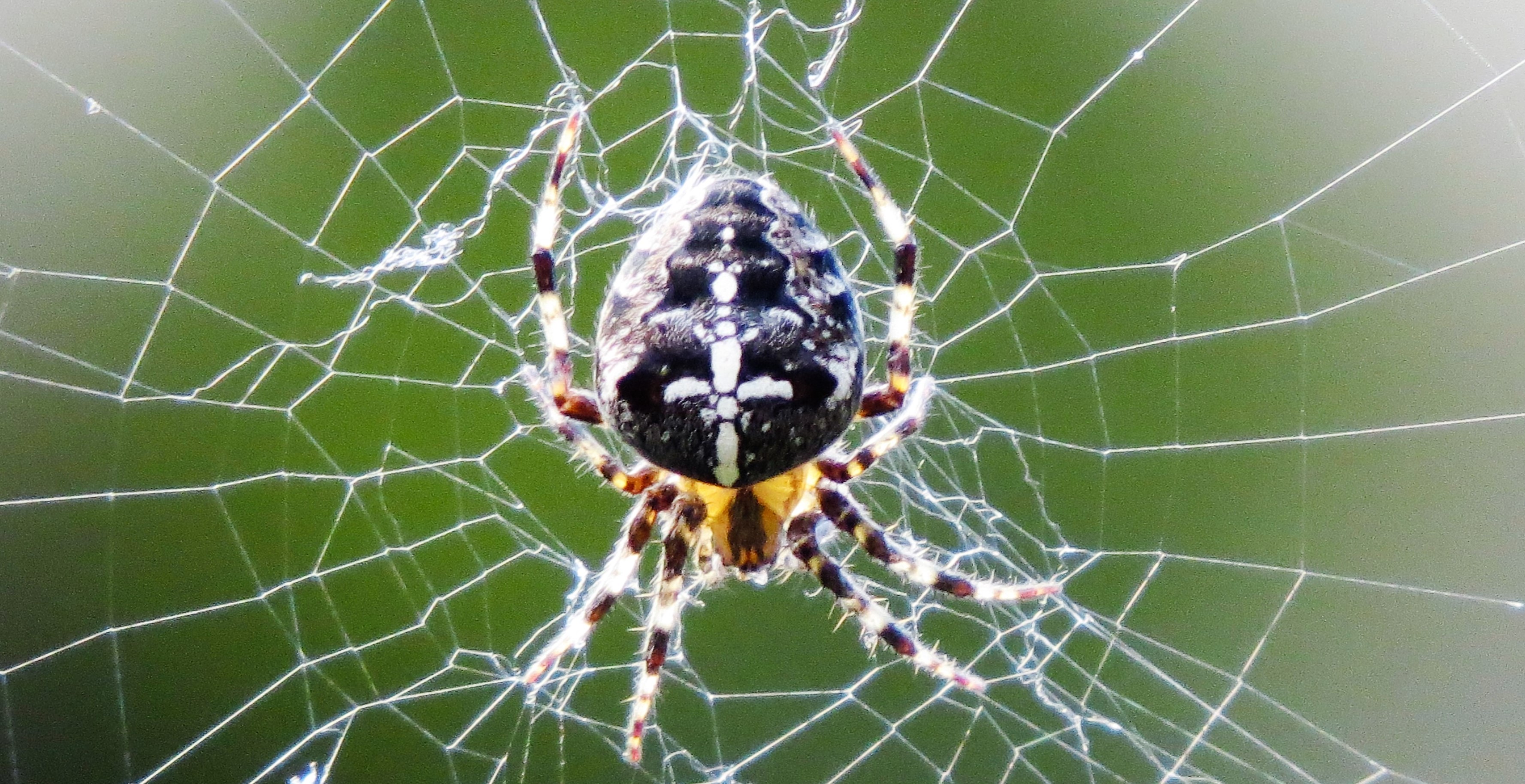 De geduldige kruisspin.