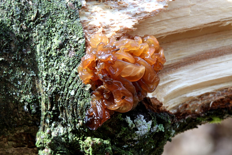 Bruine trilzwam