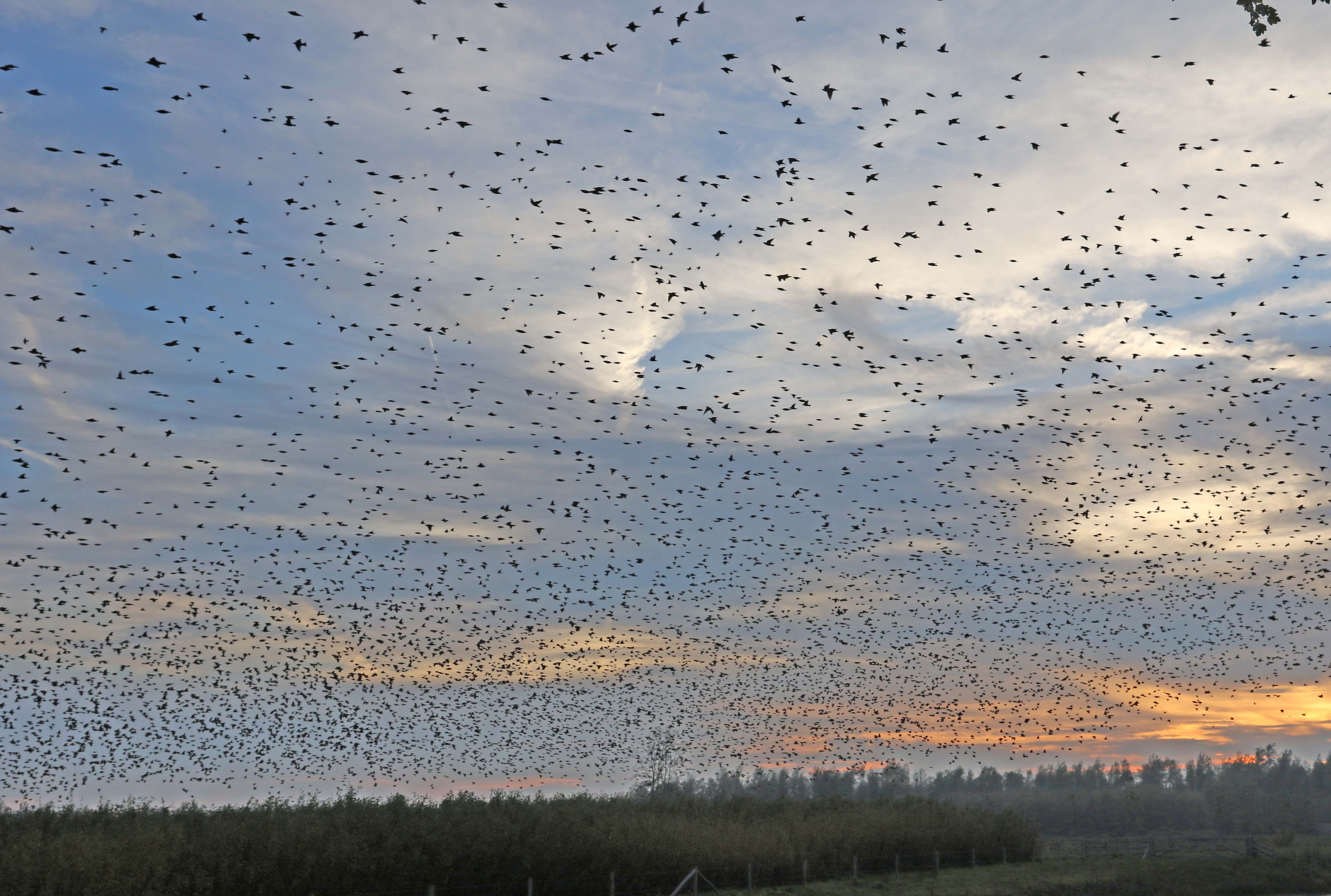 Spreeuwen in de griend (1)
