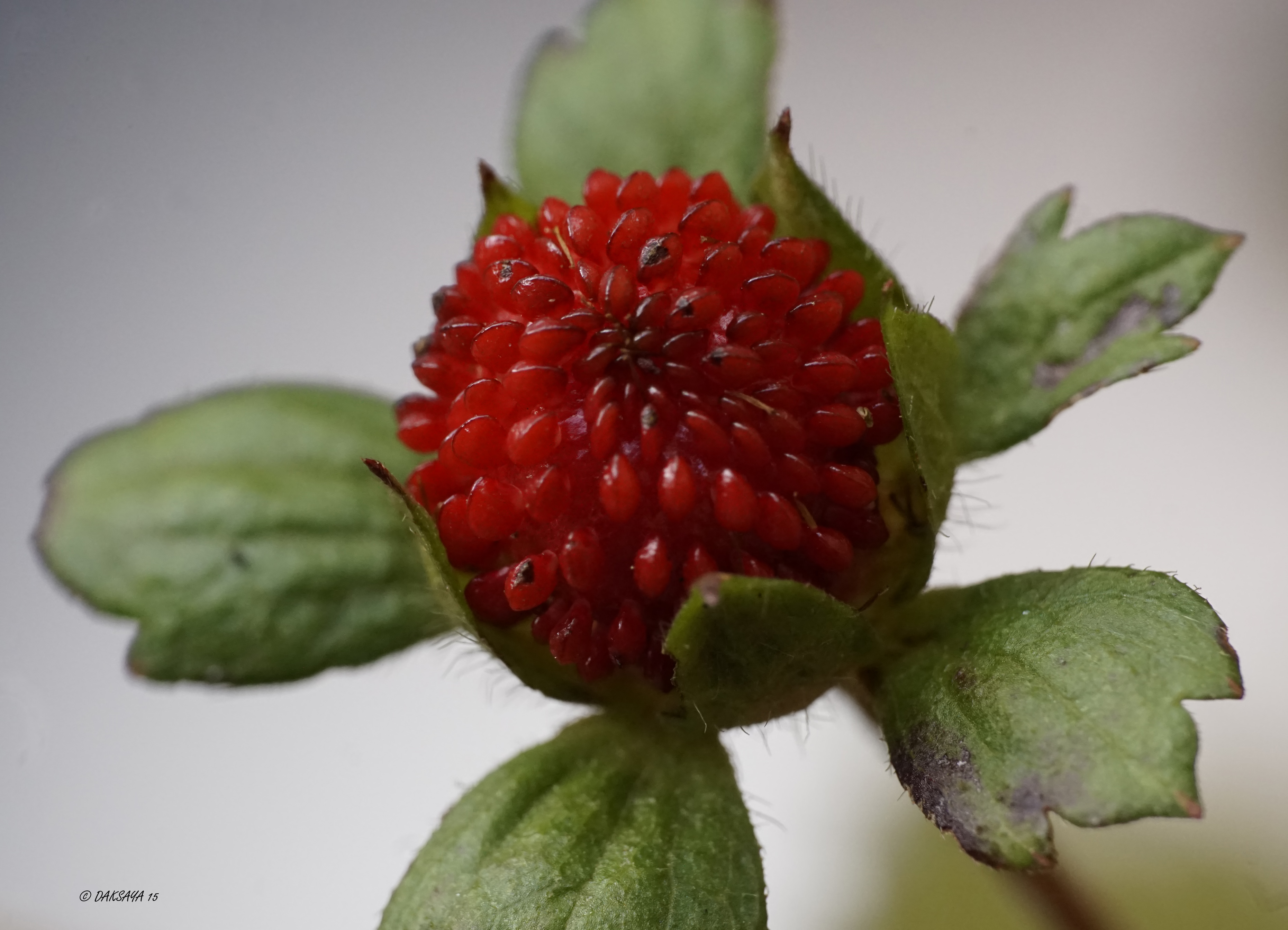 Indian Strawberry 