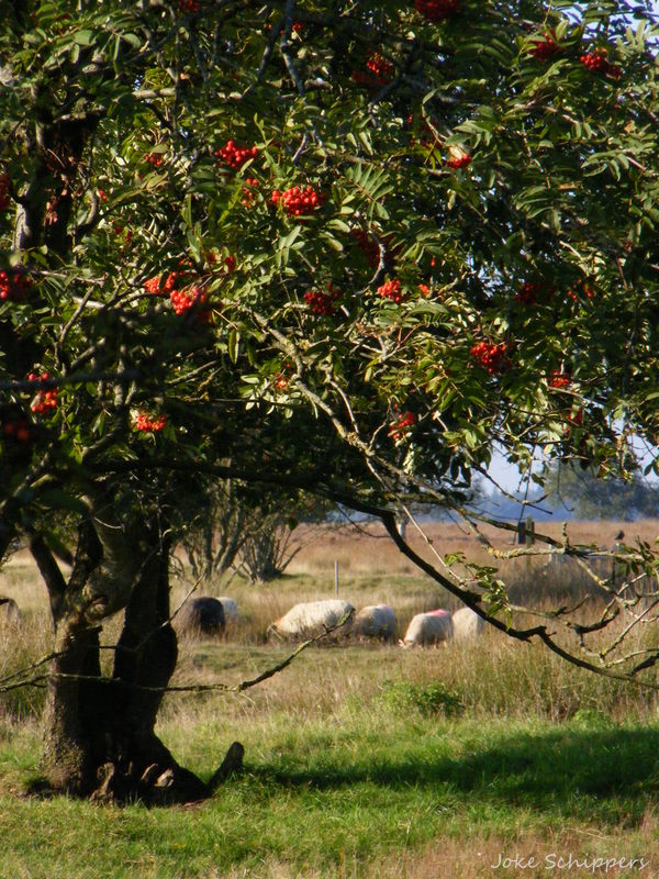 Dwingelderveld