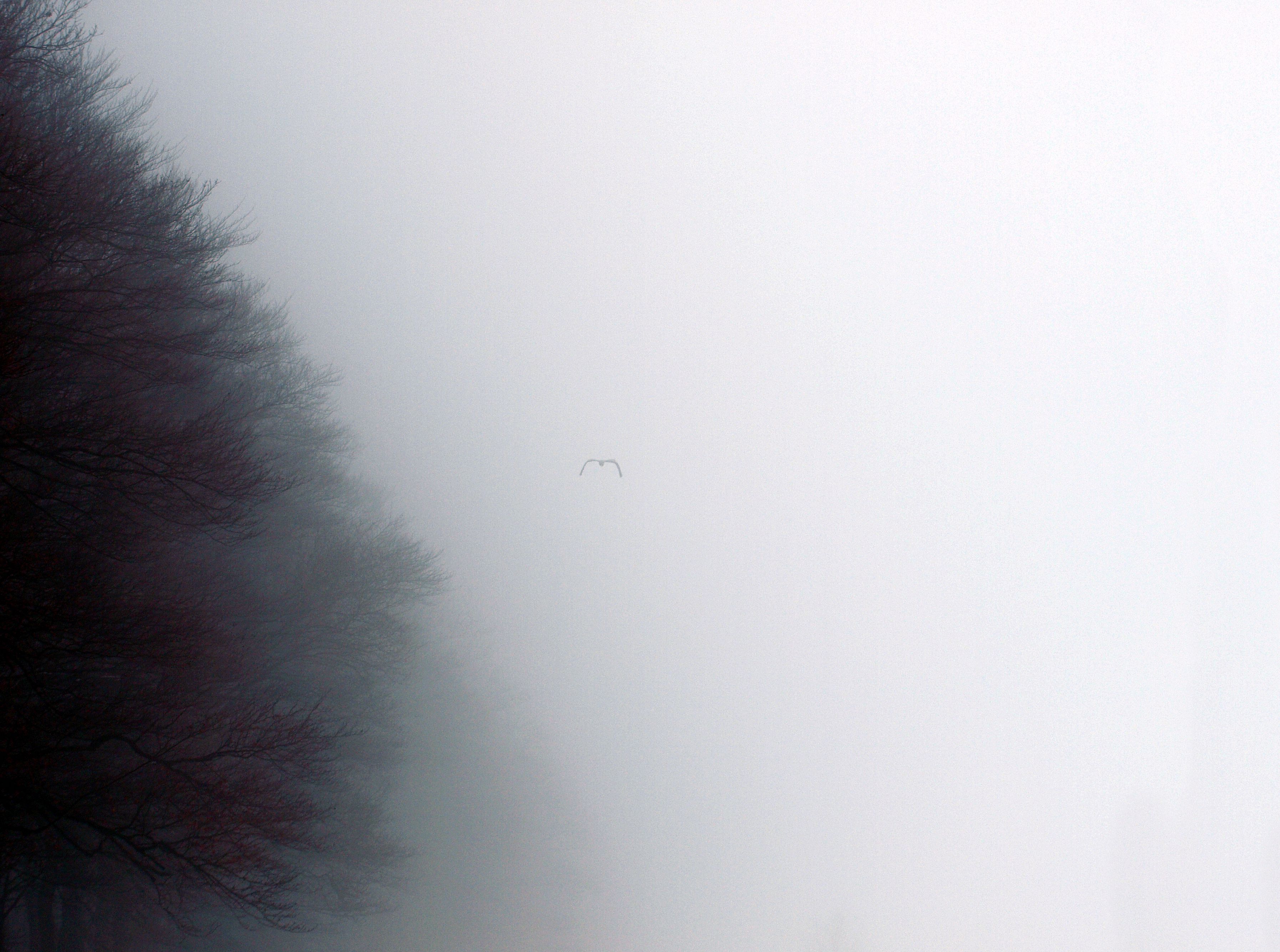 Reiger