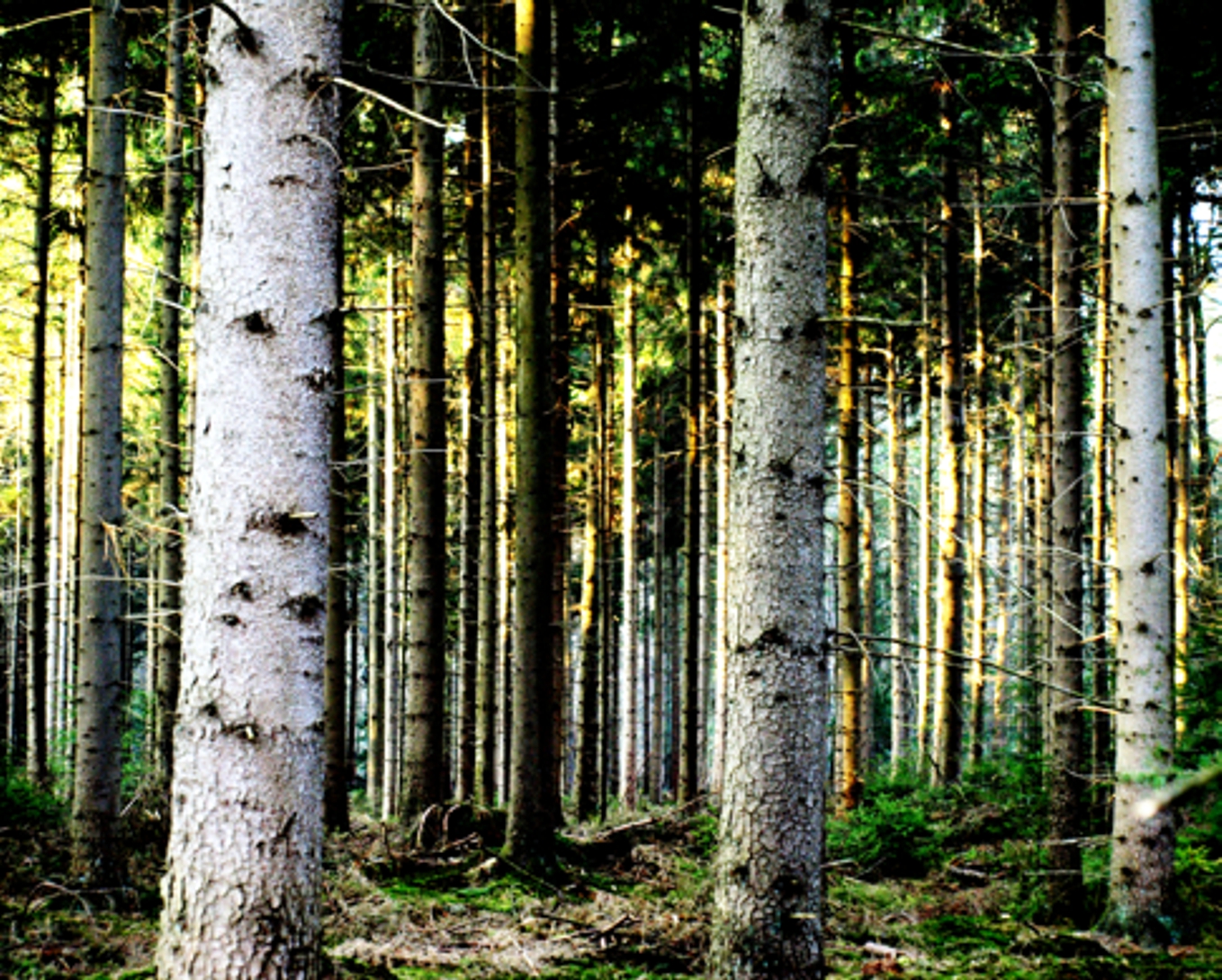 Haagse bos