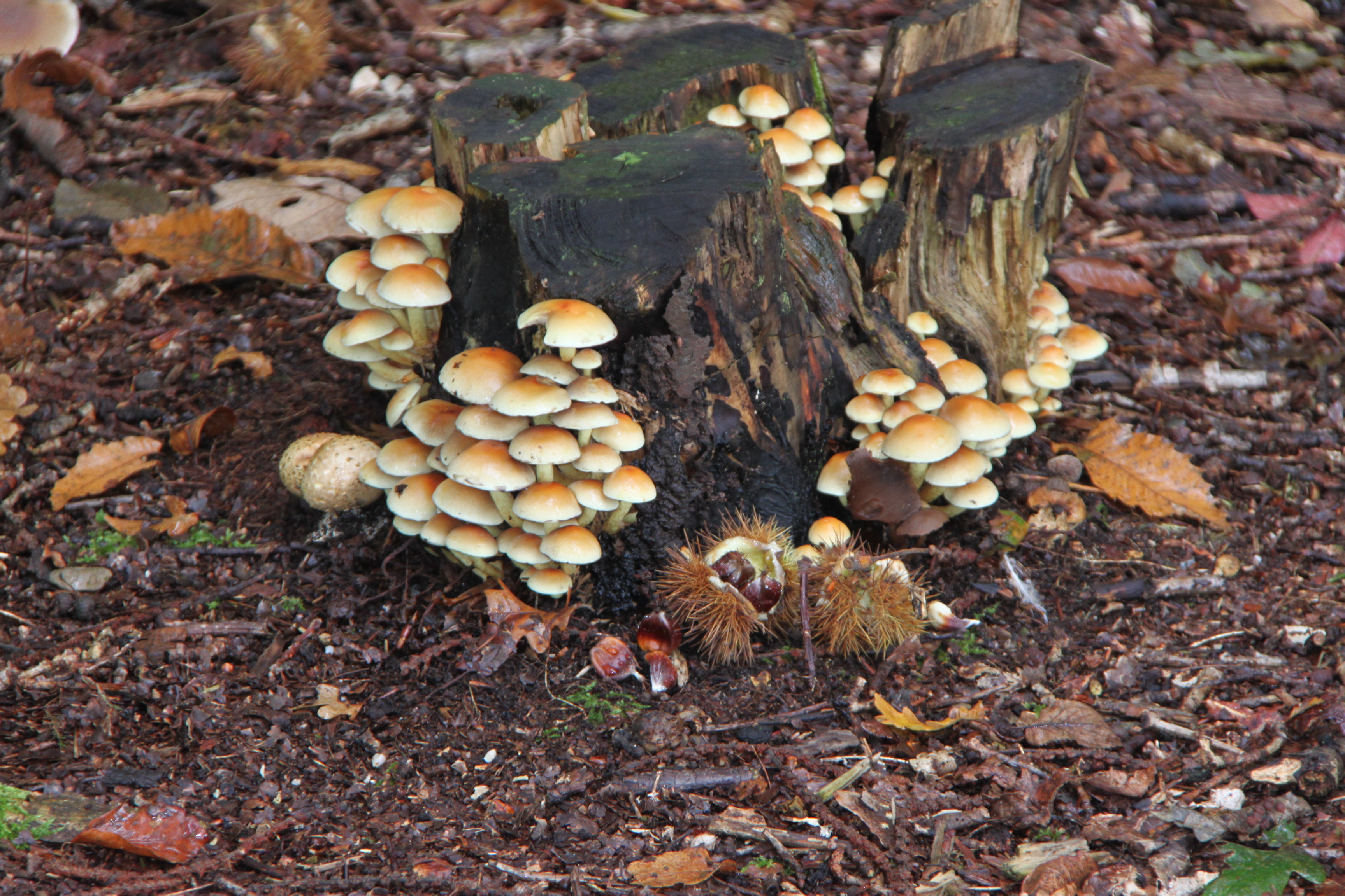 Zwavelkopjes en tamme kastanjes