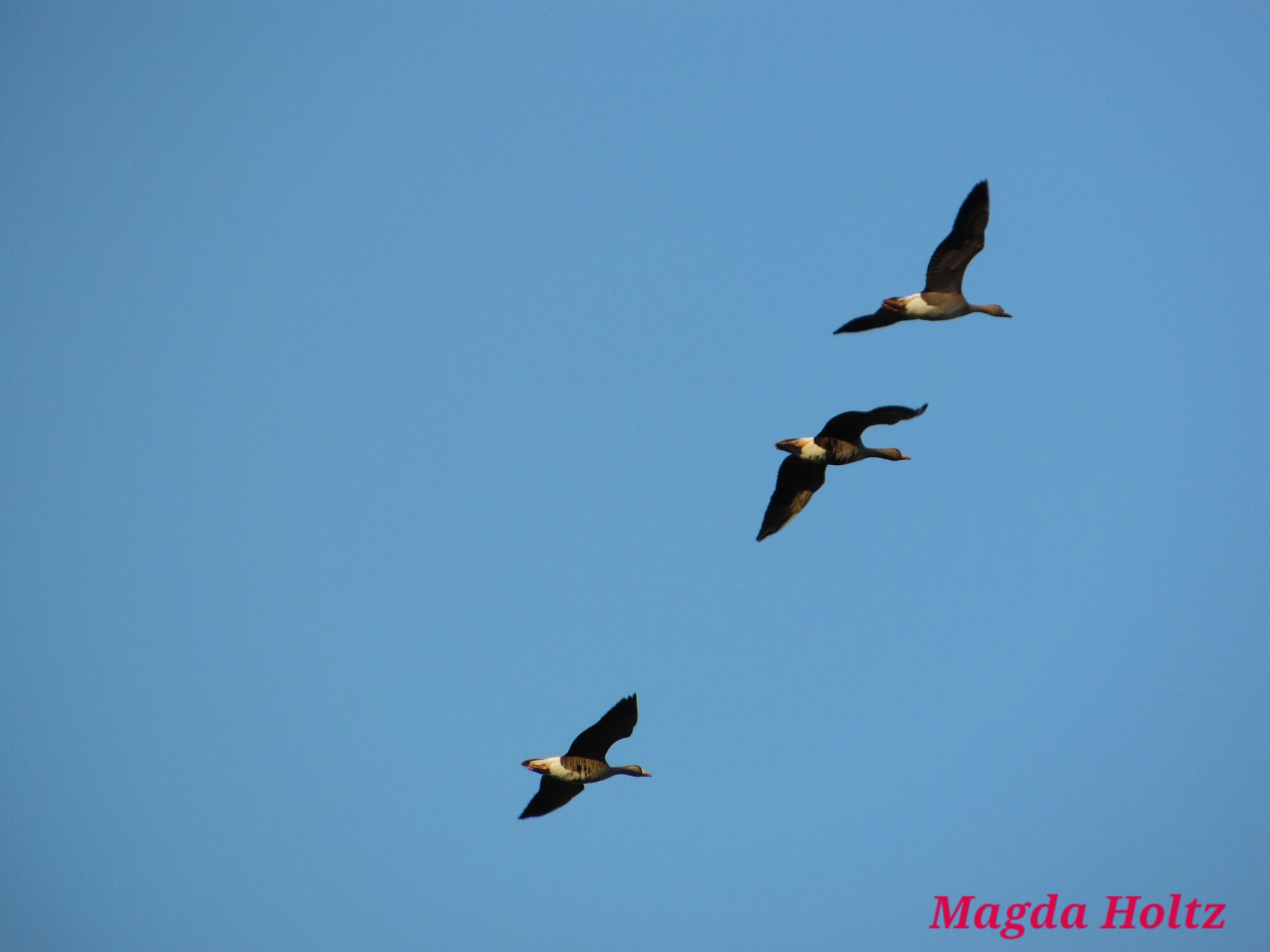 De ganzen trekken erop uit..