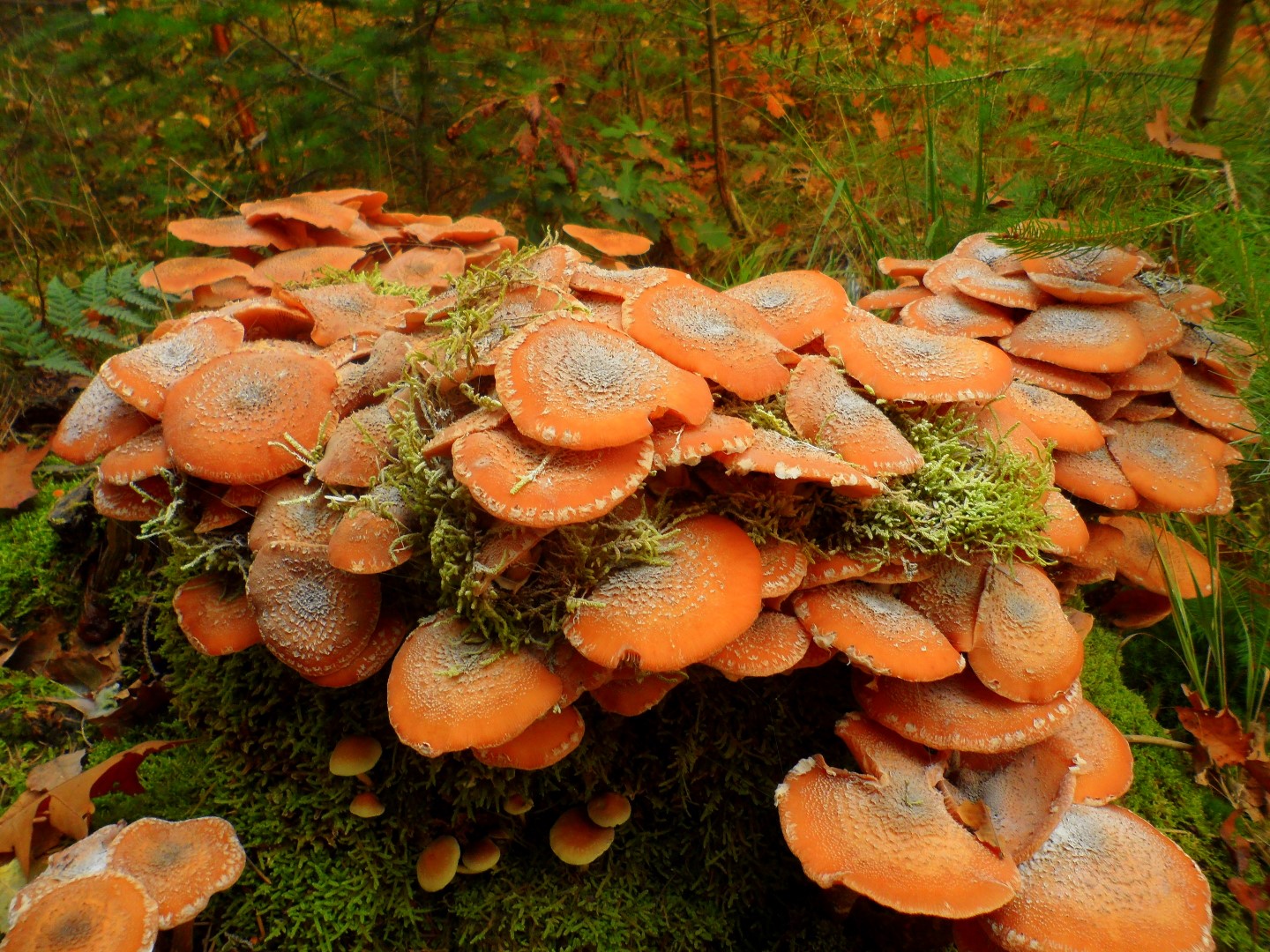 herfst 2015